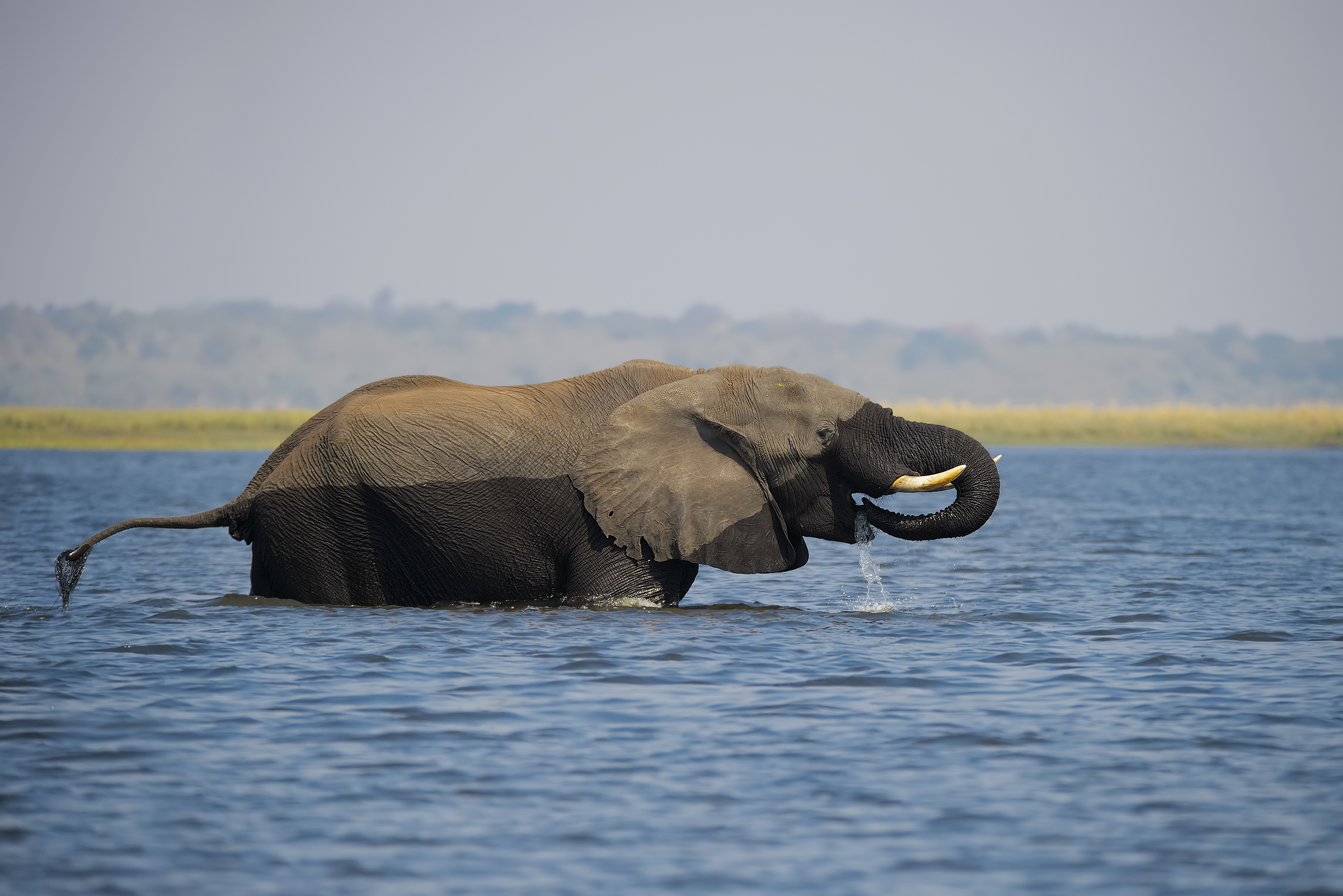 Crossing nel Chobe