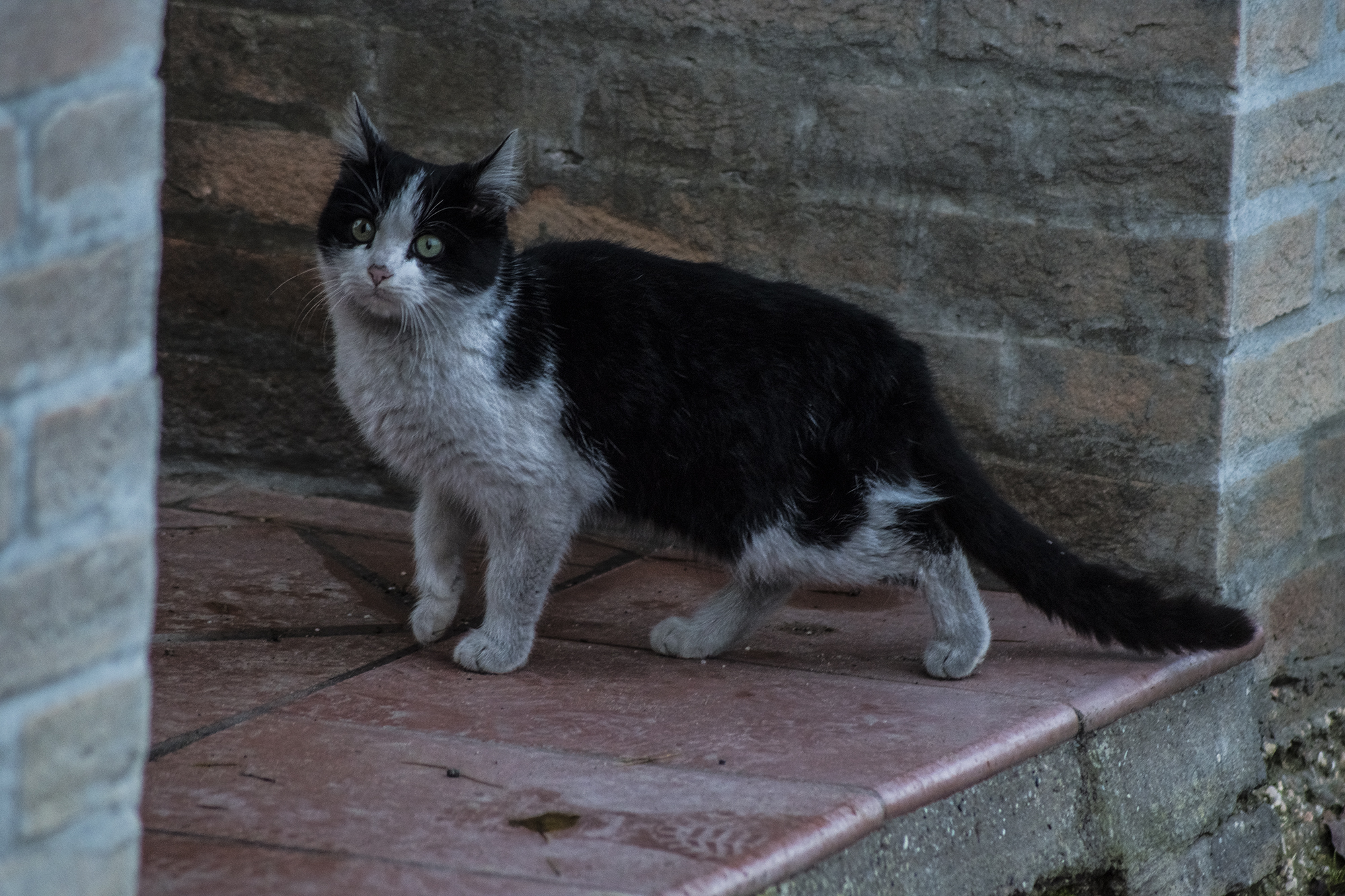 Gattus Selvaticus...