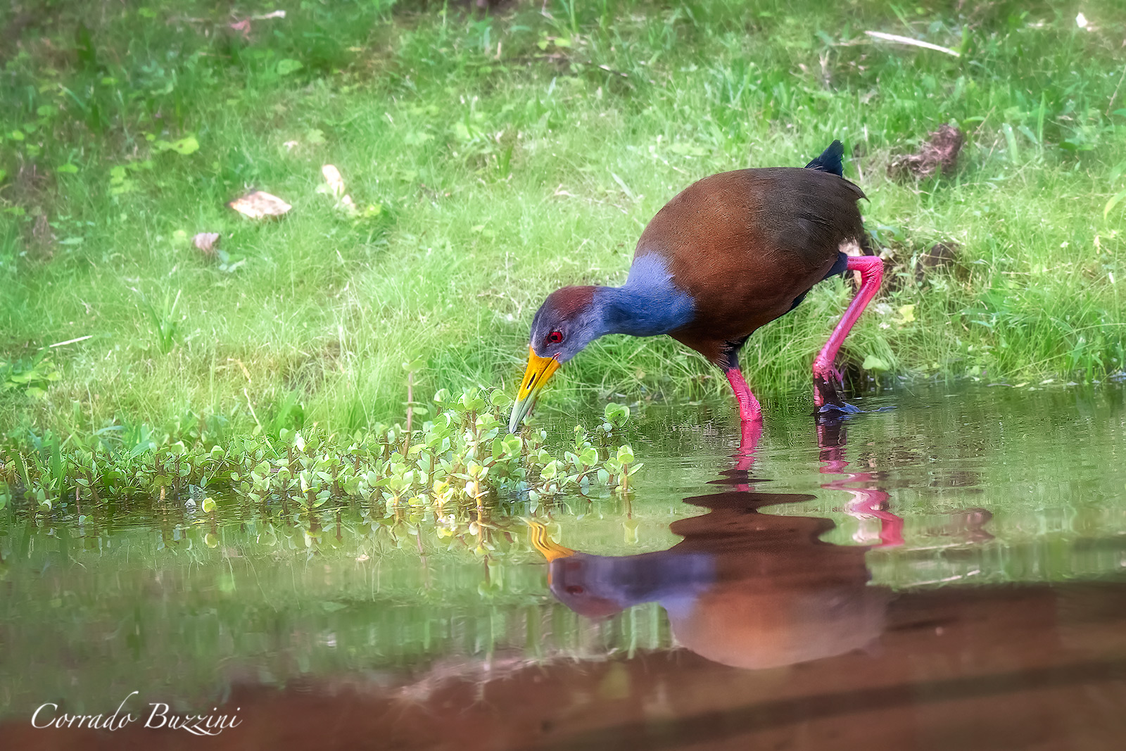 Gray necked Wood Rail