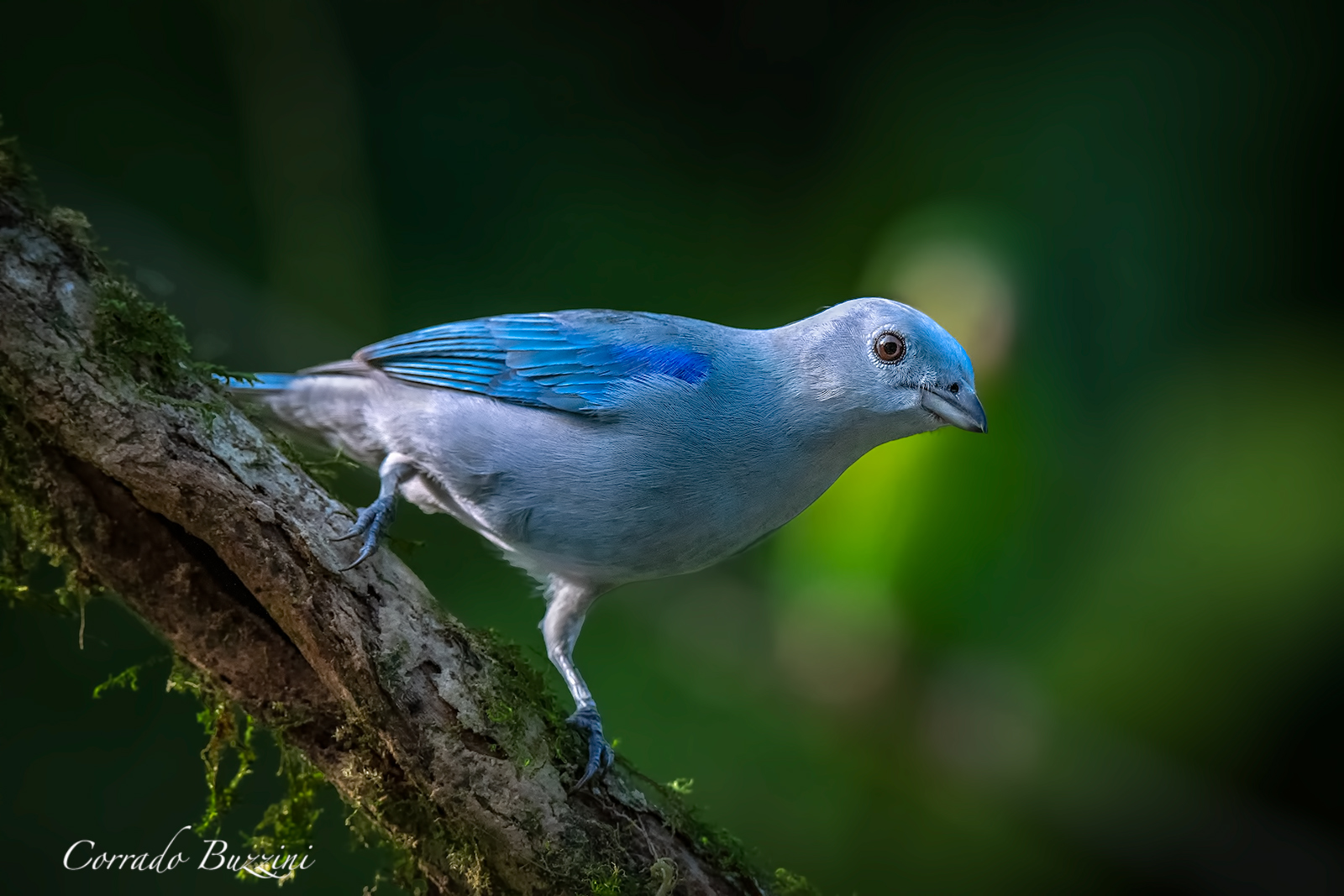 Blue Gray Tanager