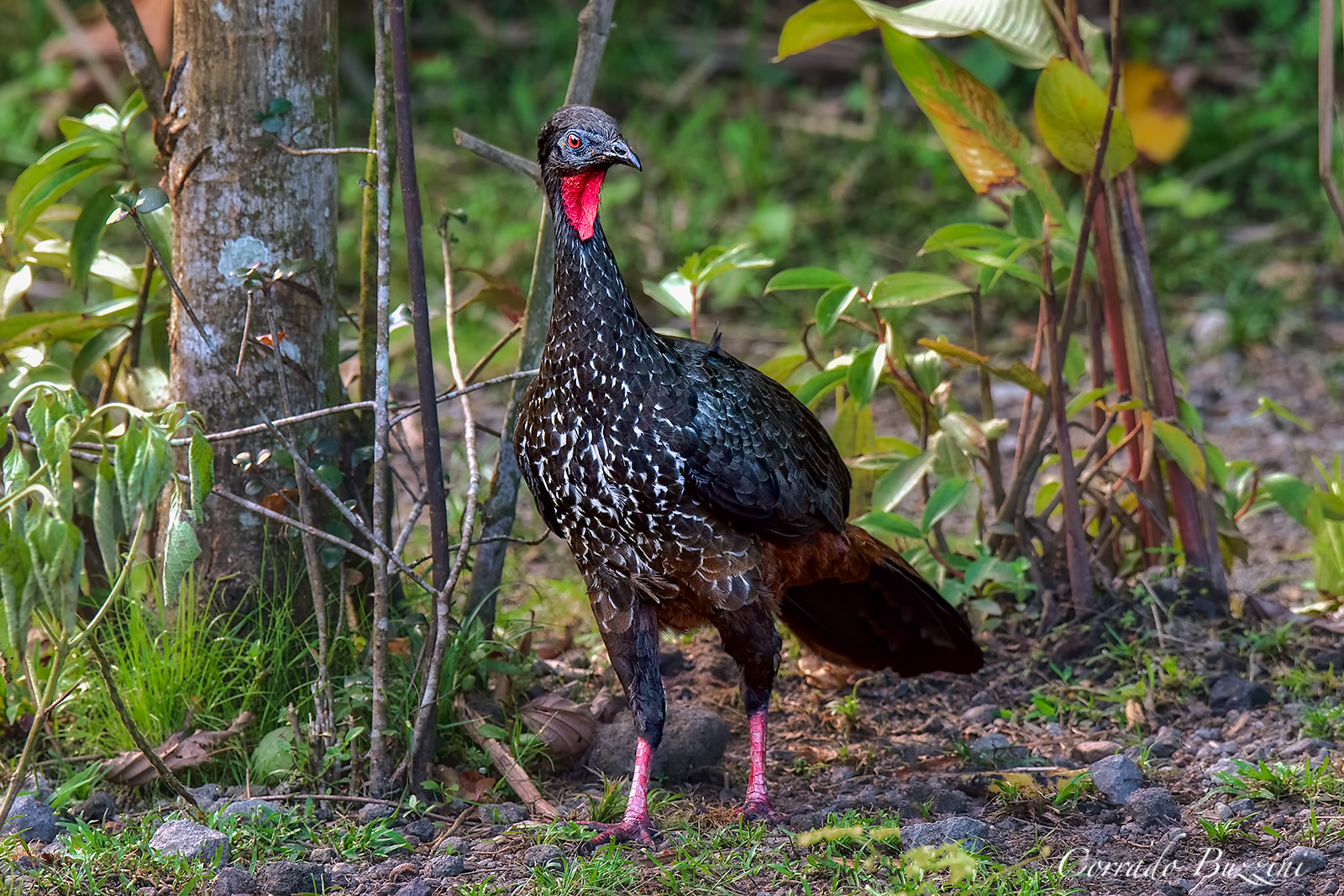 Crested Guan