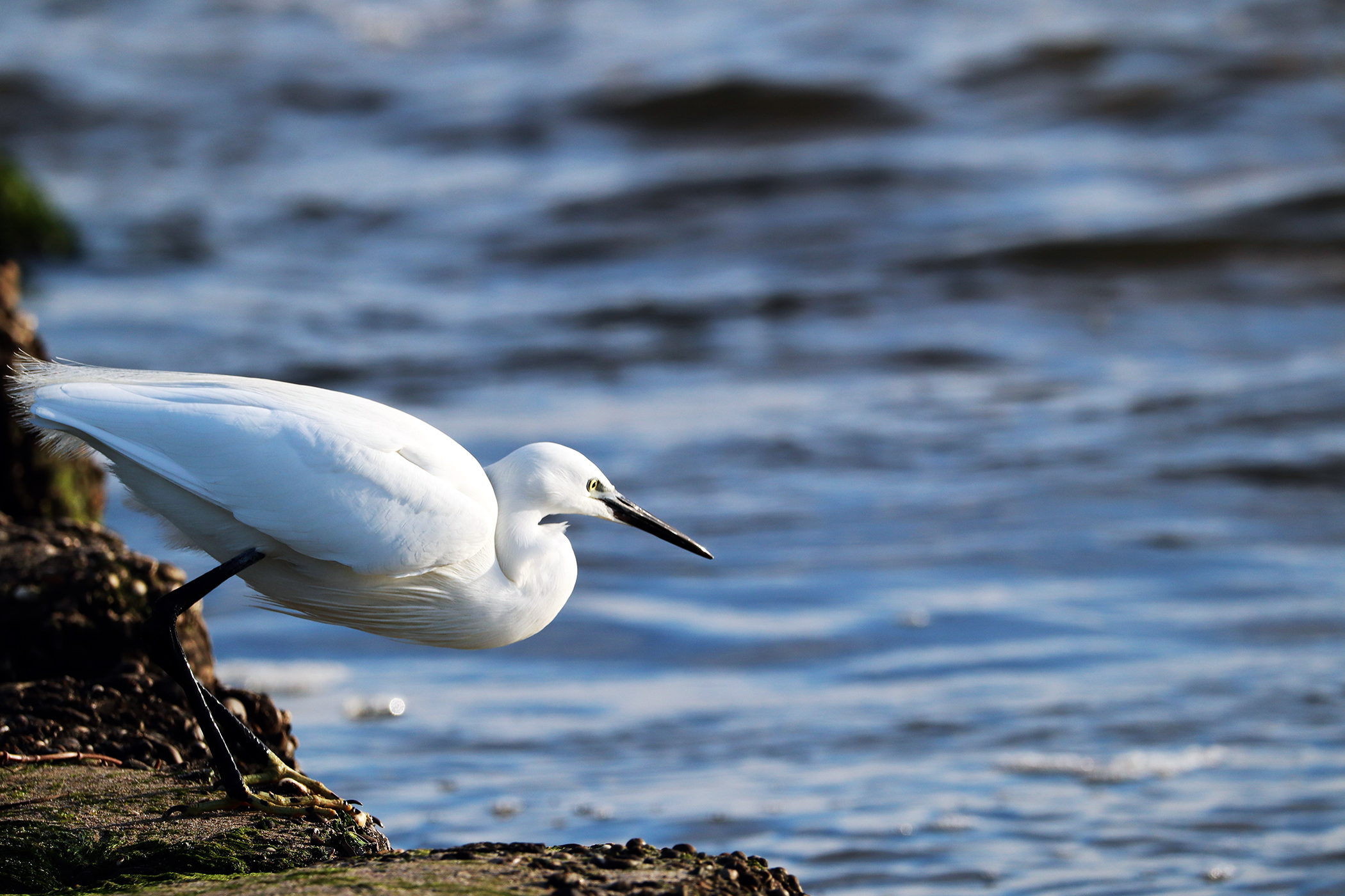 Egretta Garzetta "Tuffetta"