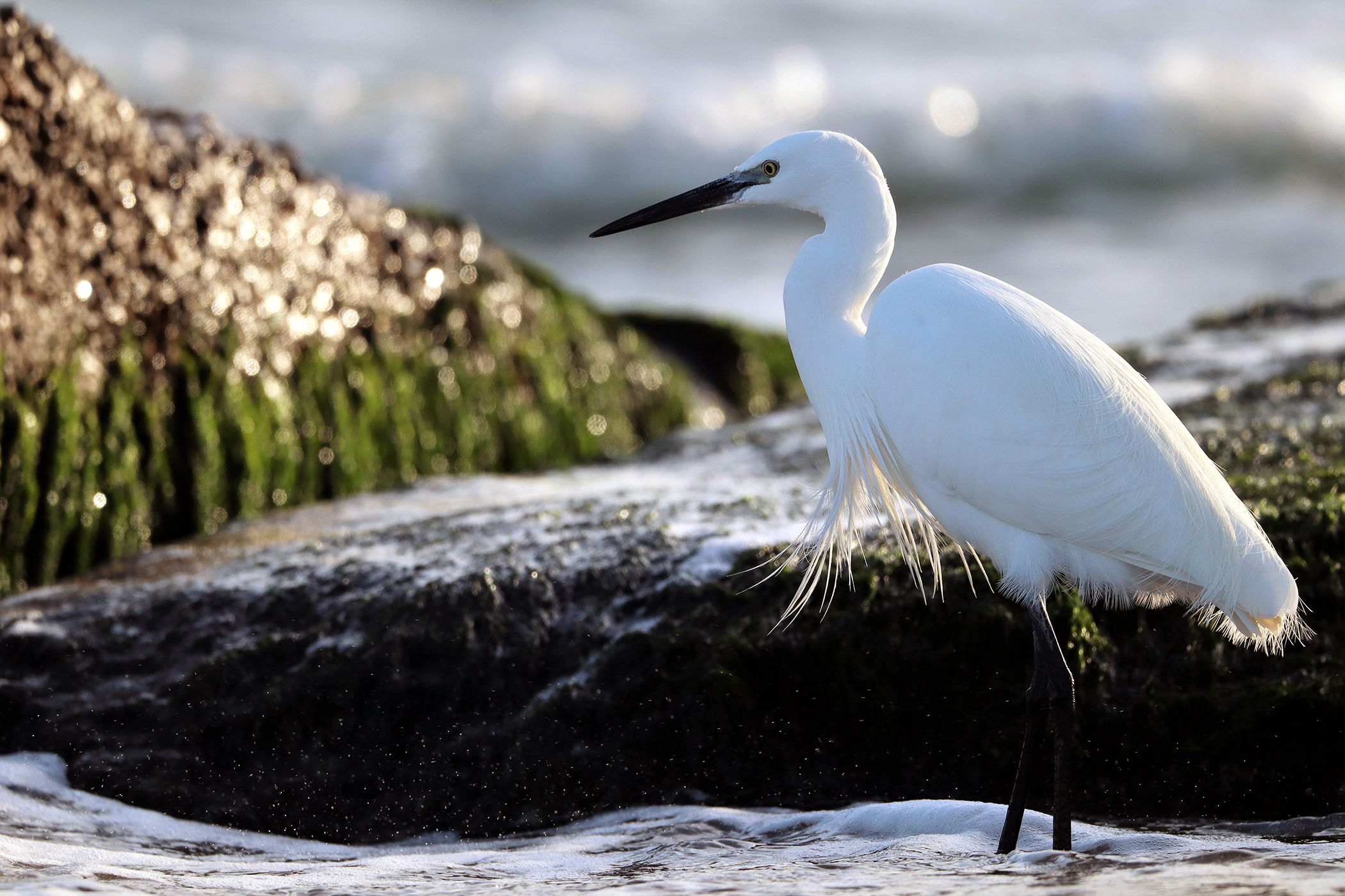 Egretta Garzetta: semplicemente stupenda