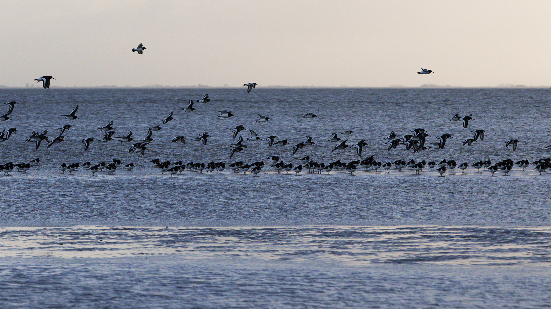 Beccaccia eurasiatico (Haematopus Haematopus)