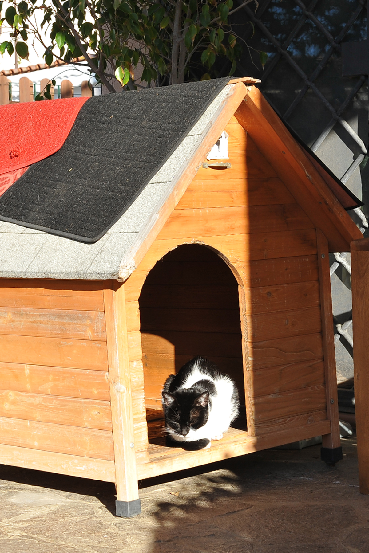 No, it's useless, you're not a dog!