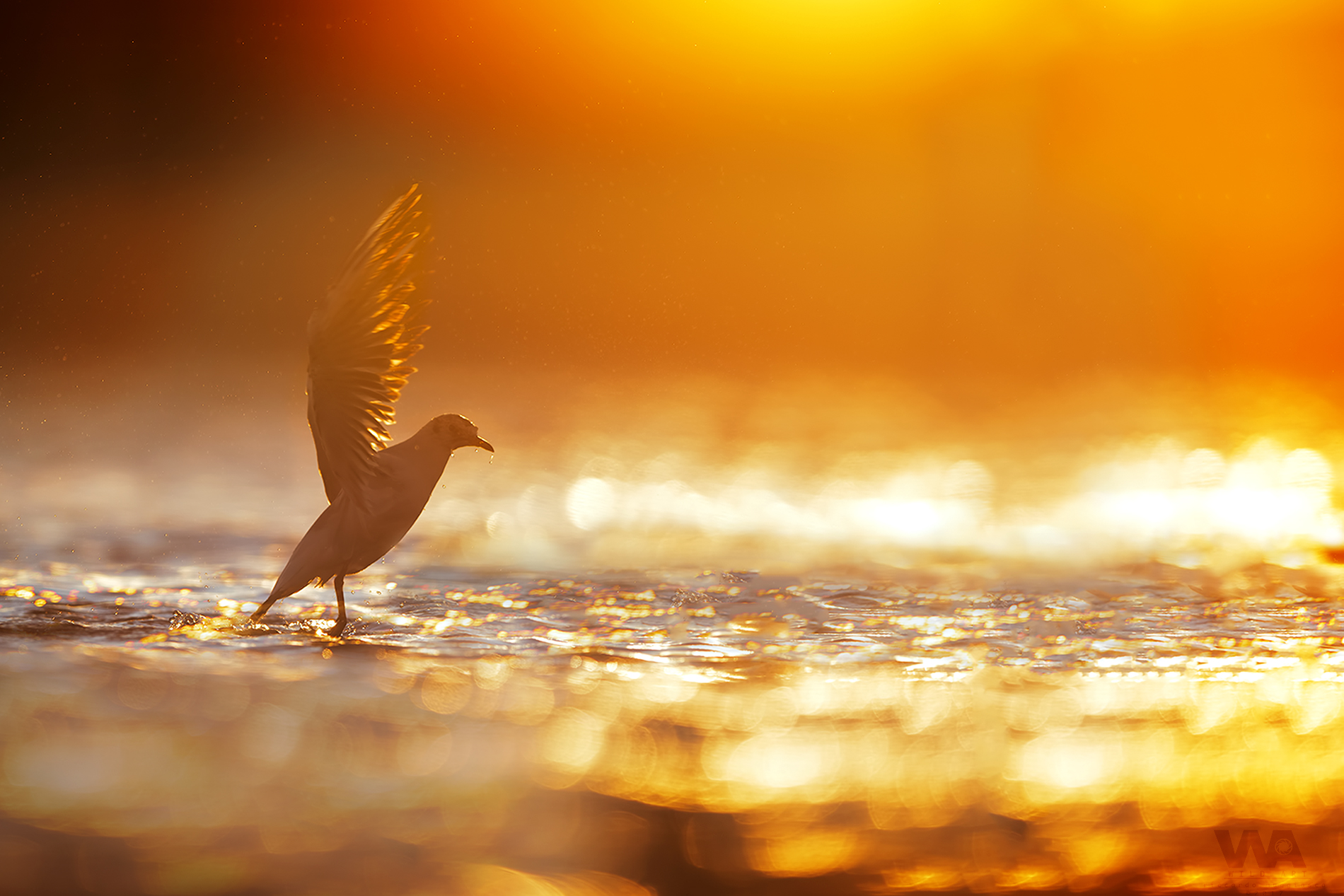 IL tramonto del Gabbiano