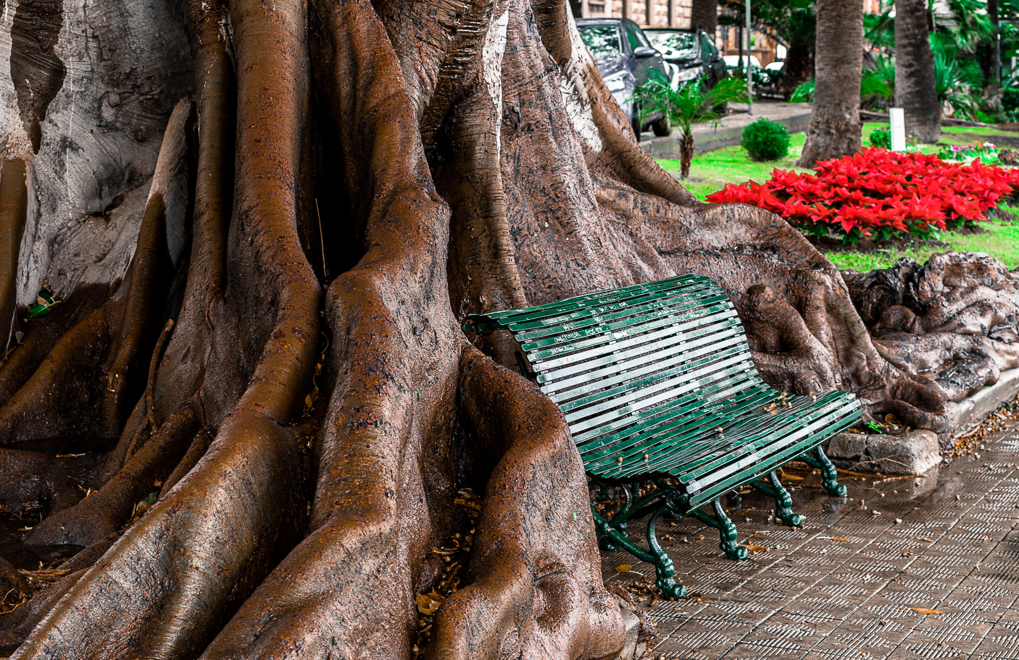Ficus Magnolioides su lungomare Italo Falcomatà