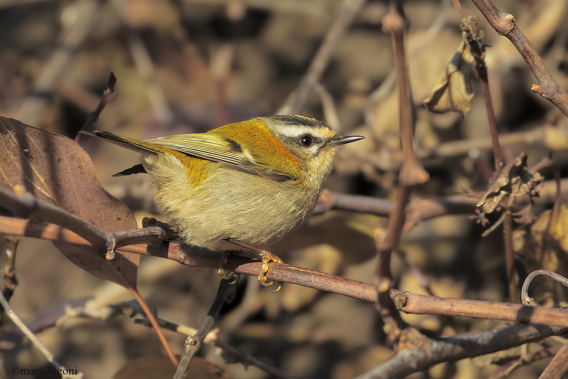 Firecrest