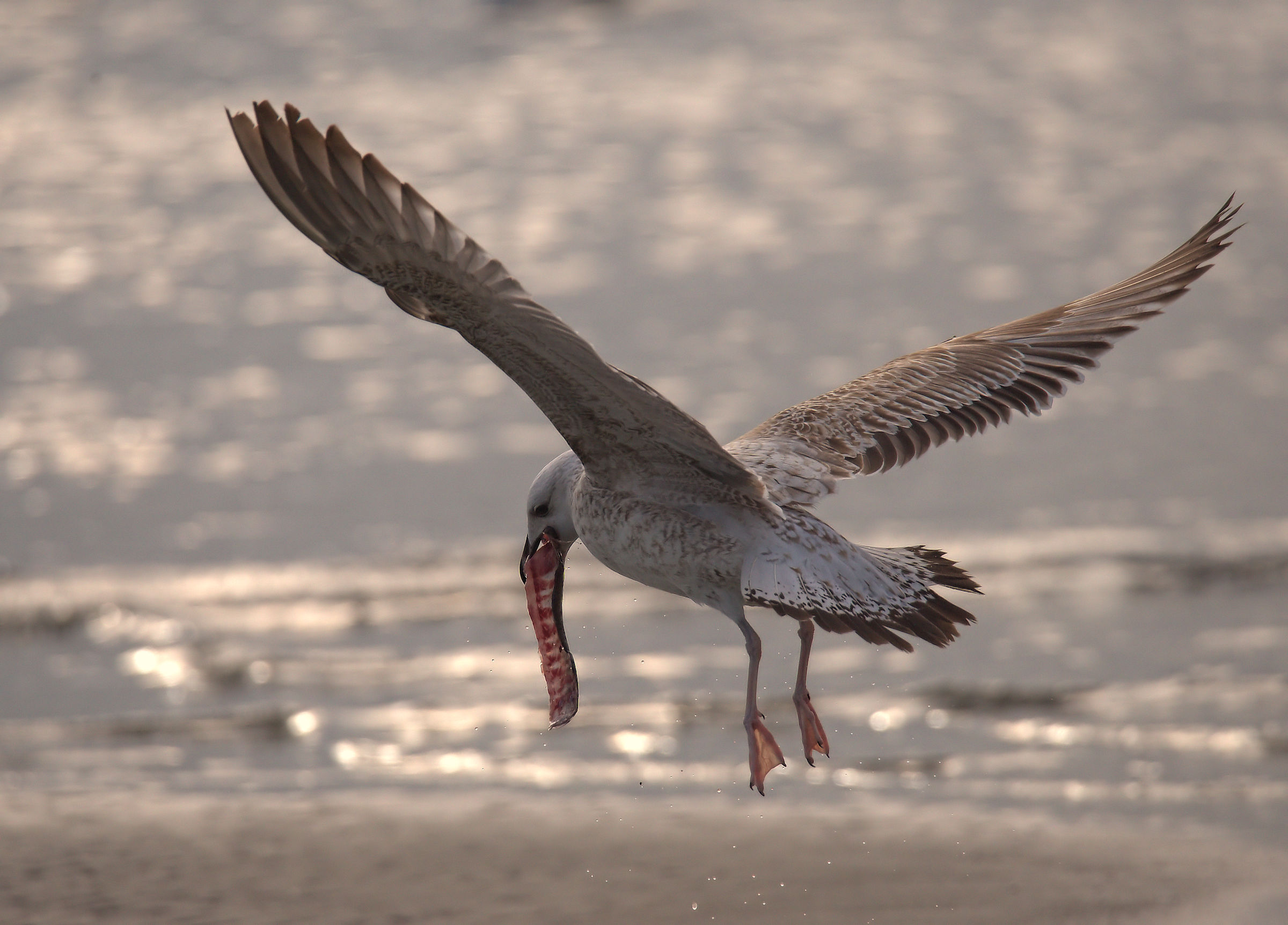Gabbiano reale pontico
