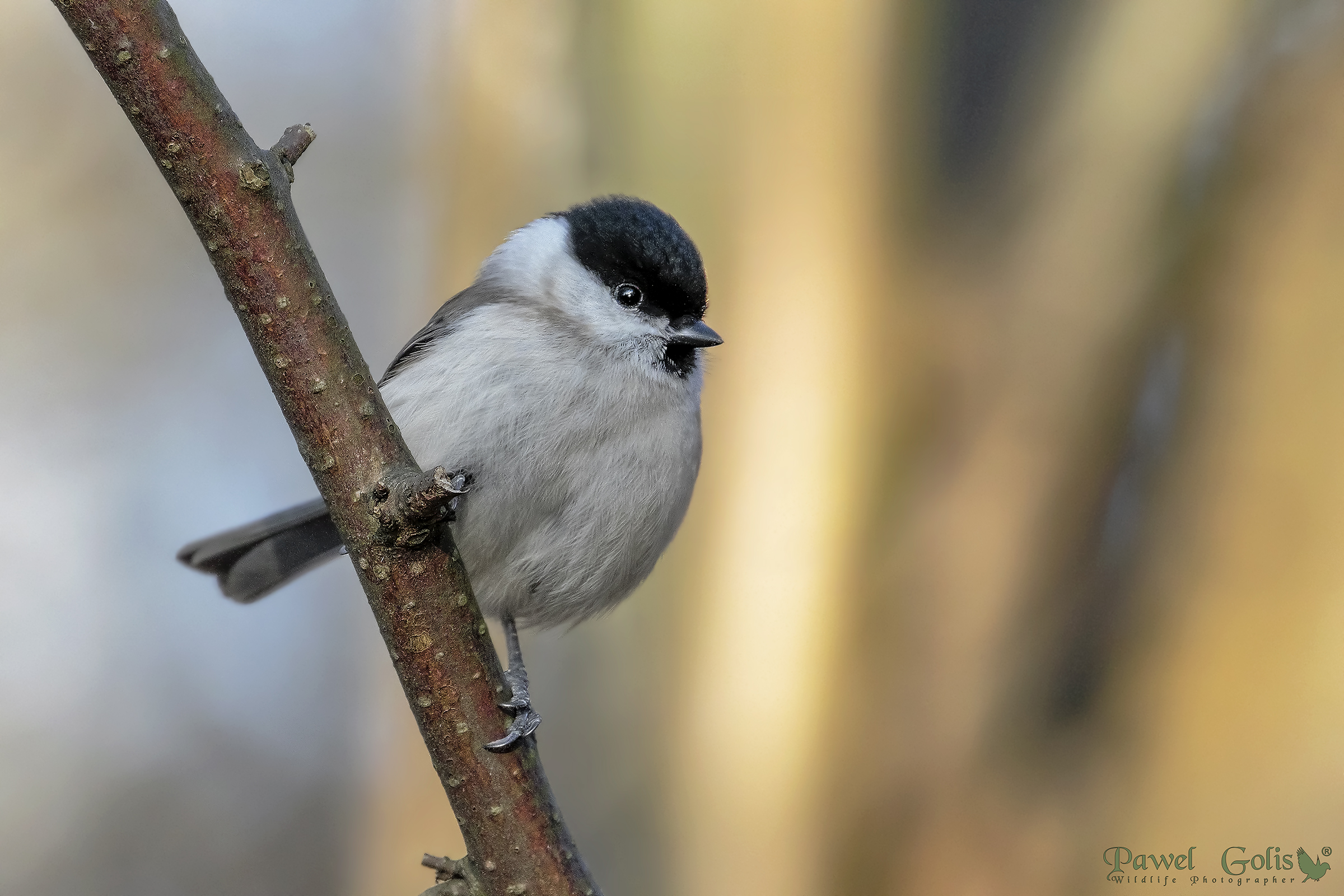 Cincia di Willow (Poecile montanus)