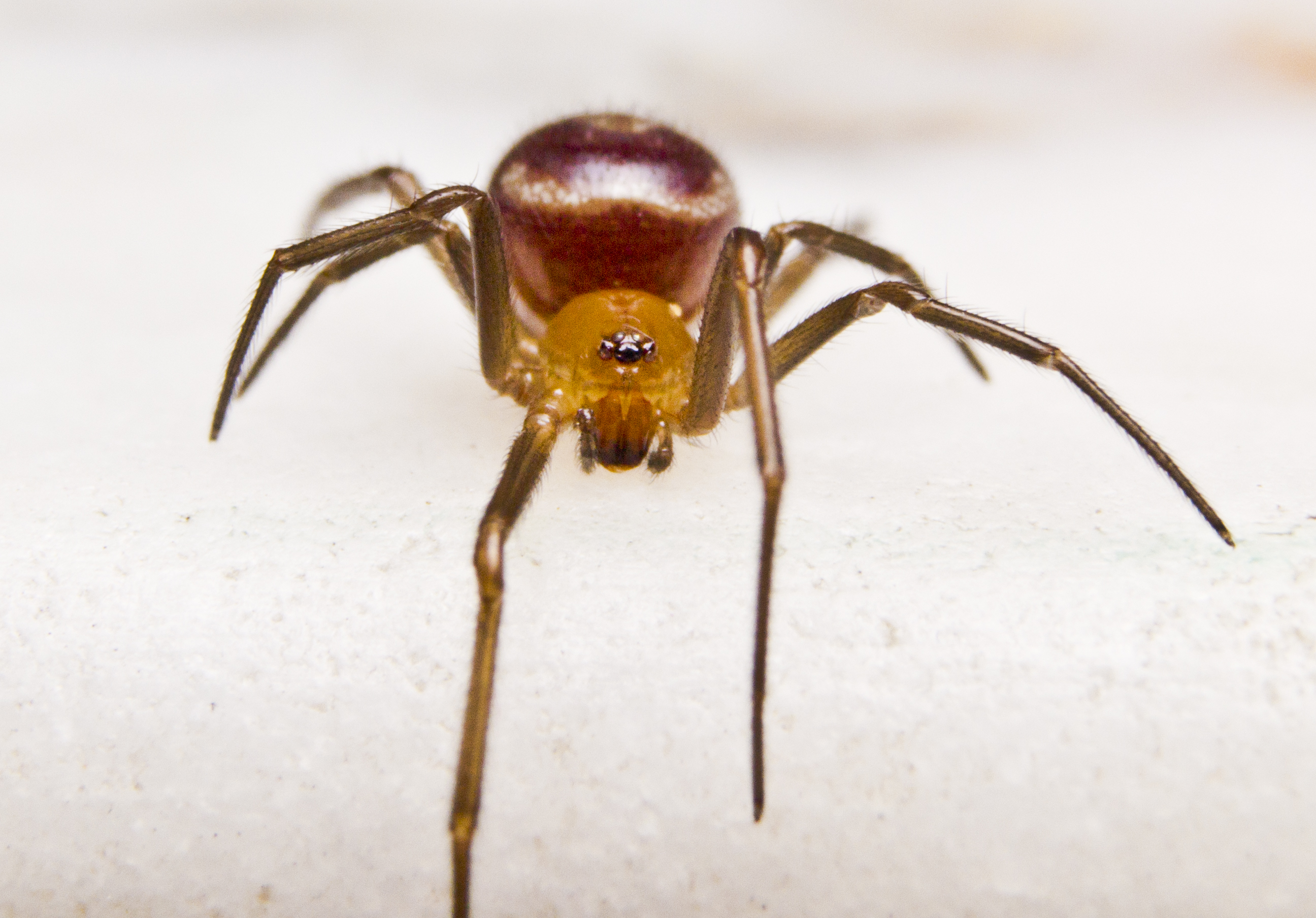 Steatoda large