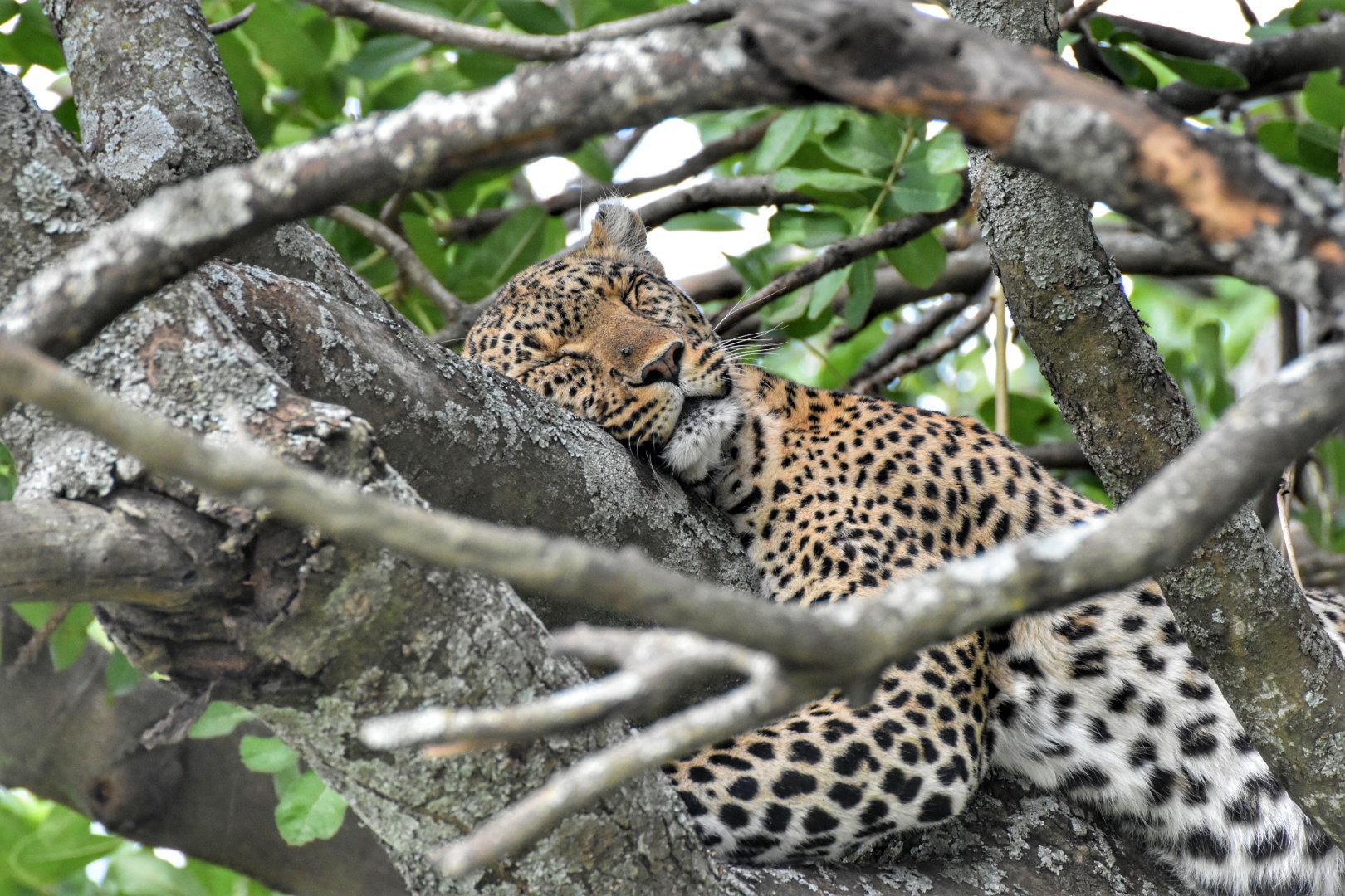 Serengeti Leopard-Tanzania