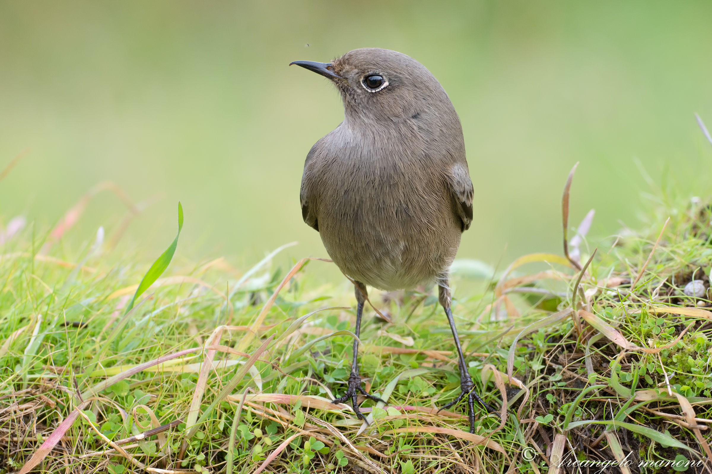 Il codirosso e il moscerino