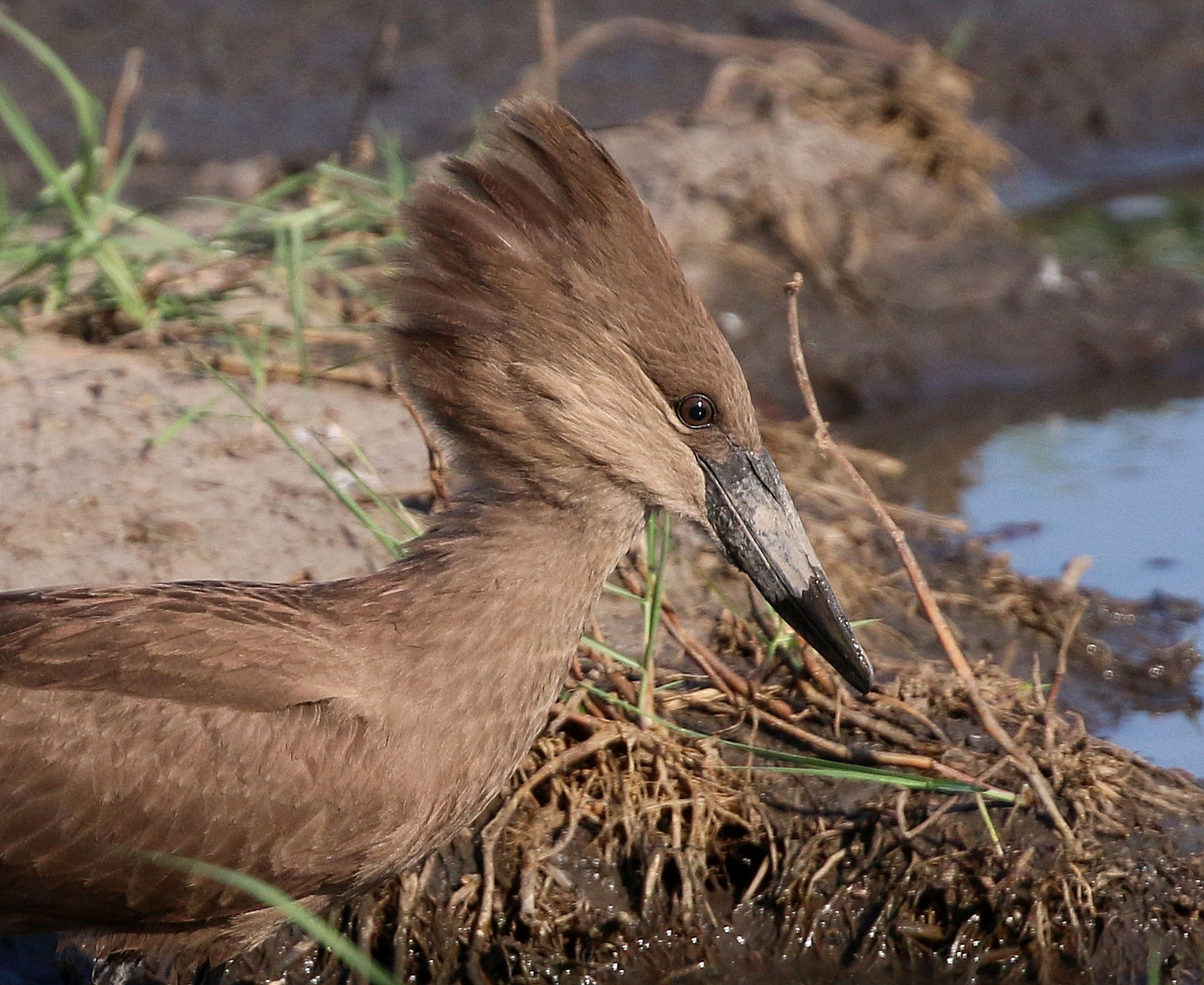 Hamerkop