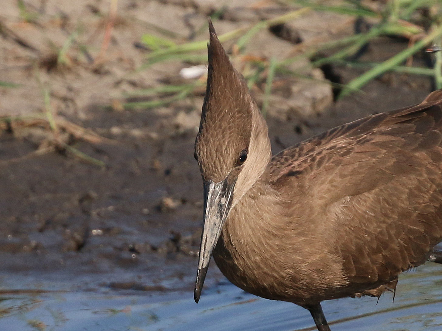 Hamerkop