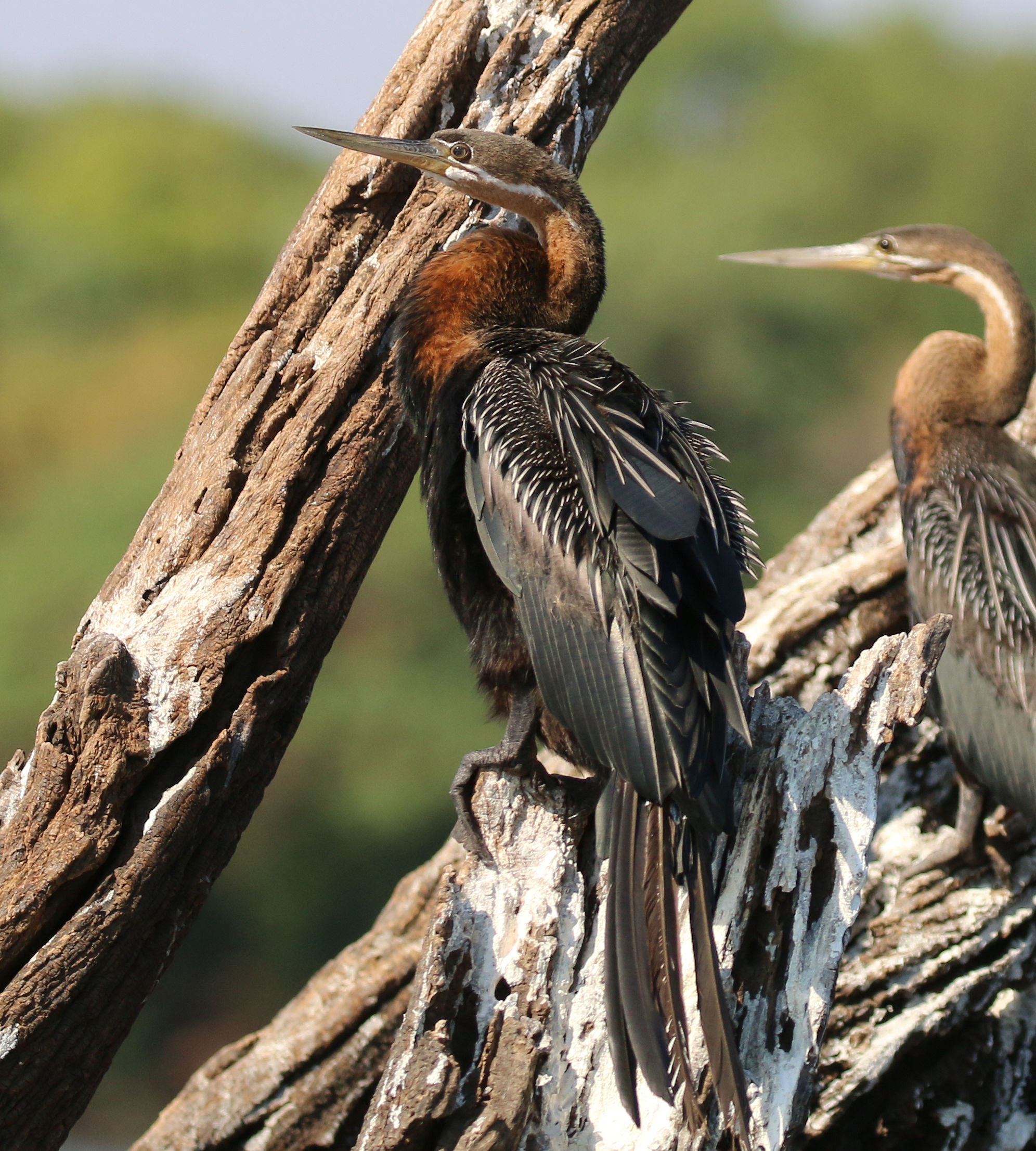 Uccello serpente (Anhinga rufa)