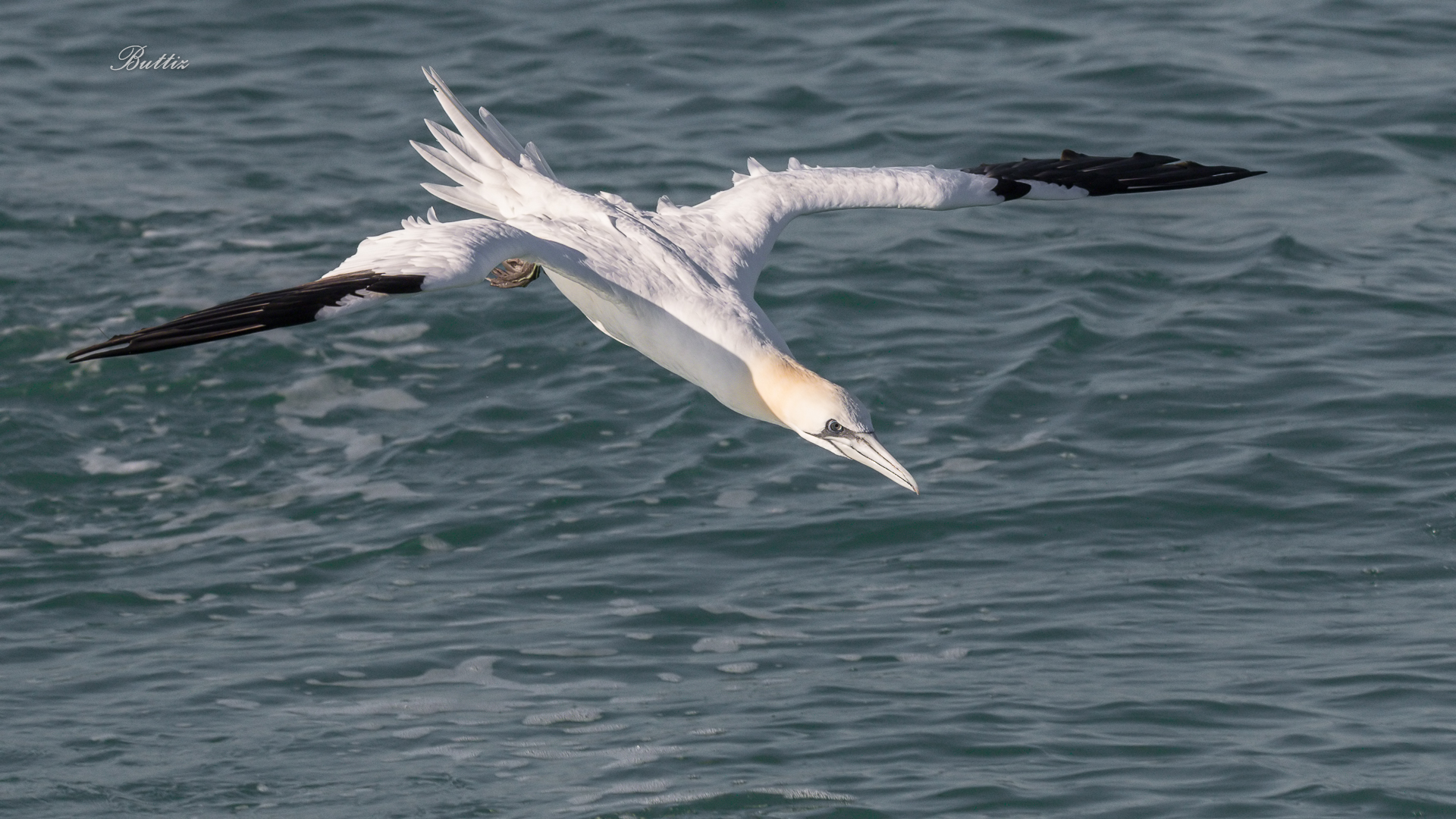 Sula lanciata per il tuffo
