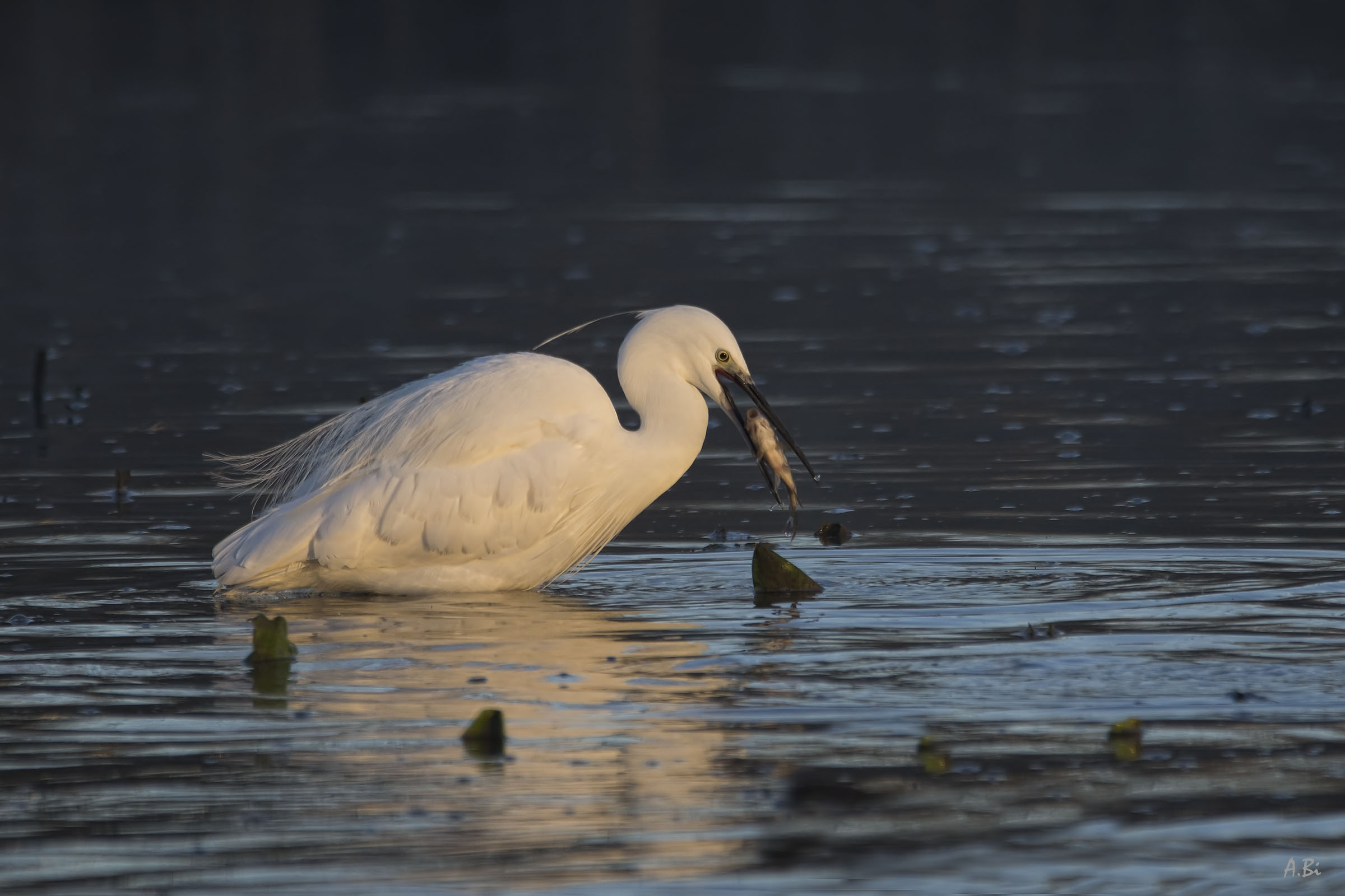 The Egret's Breakfast