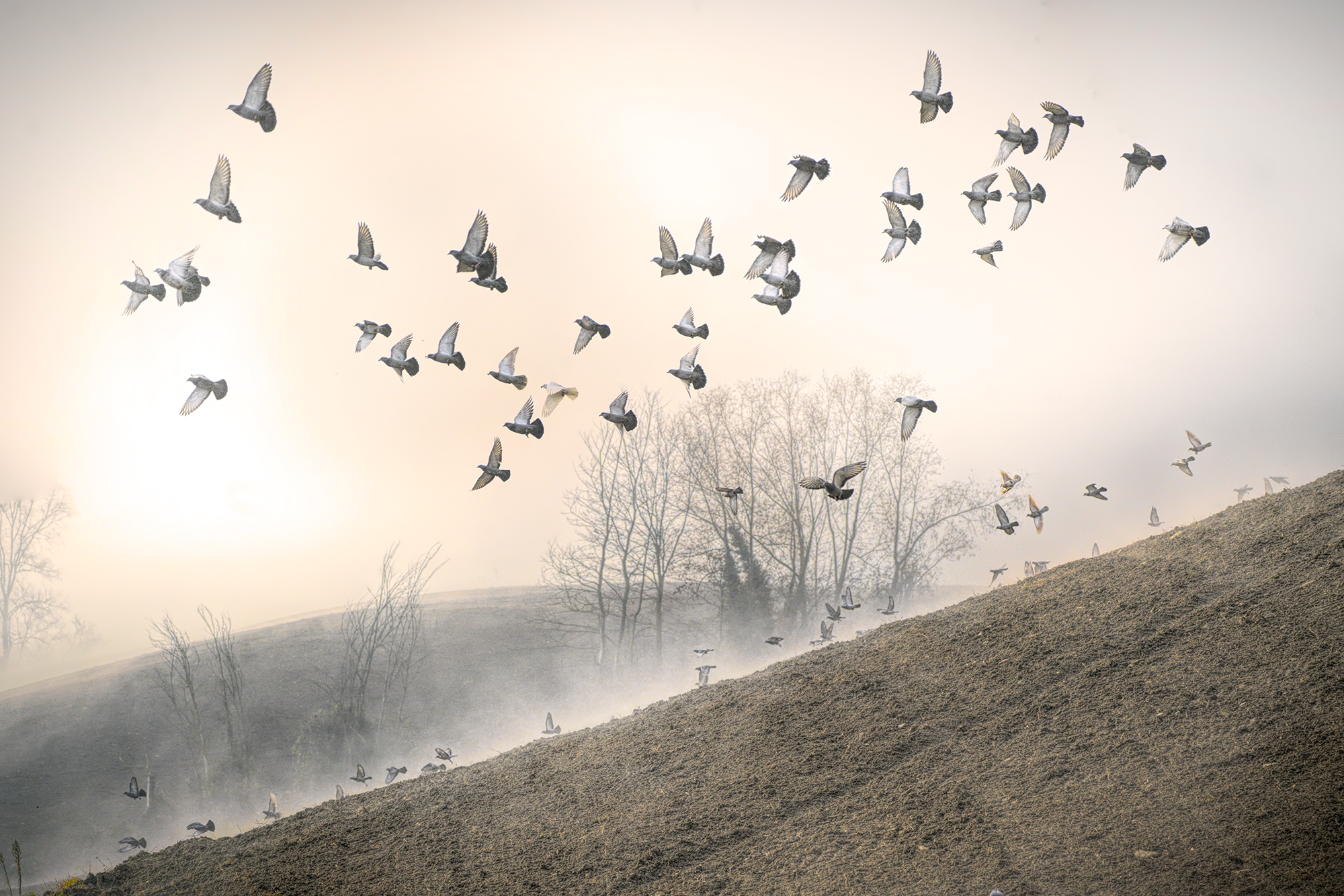 Dawn on the Bologna hills in the fog
