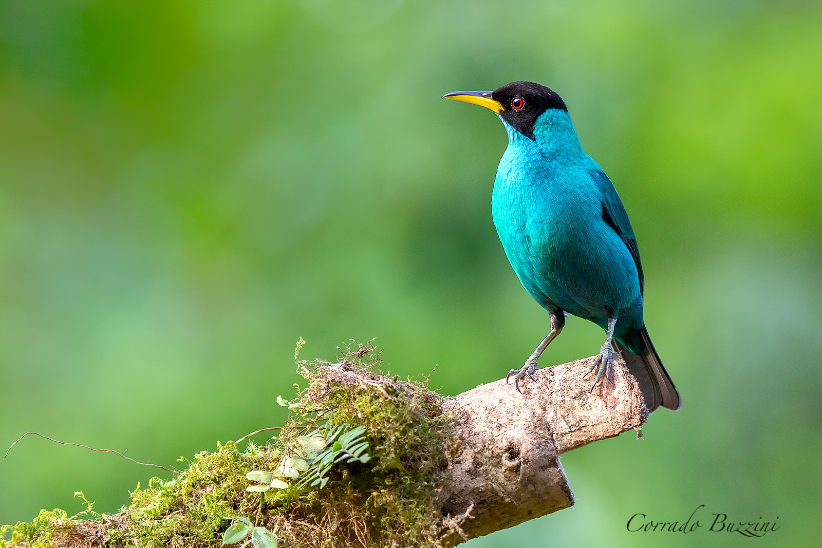 Green Honeycreeper Male
