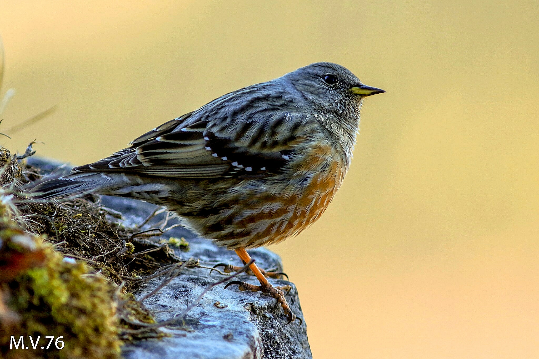 Sordone - Prunella collaris