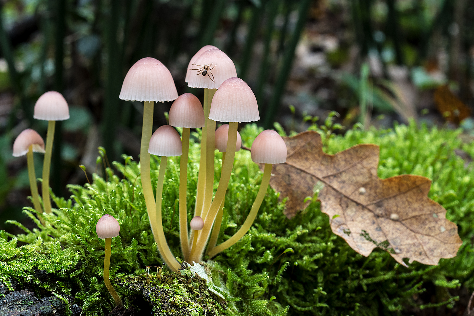 Mycena renati