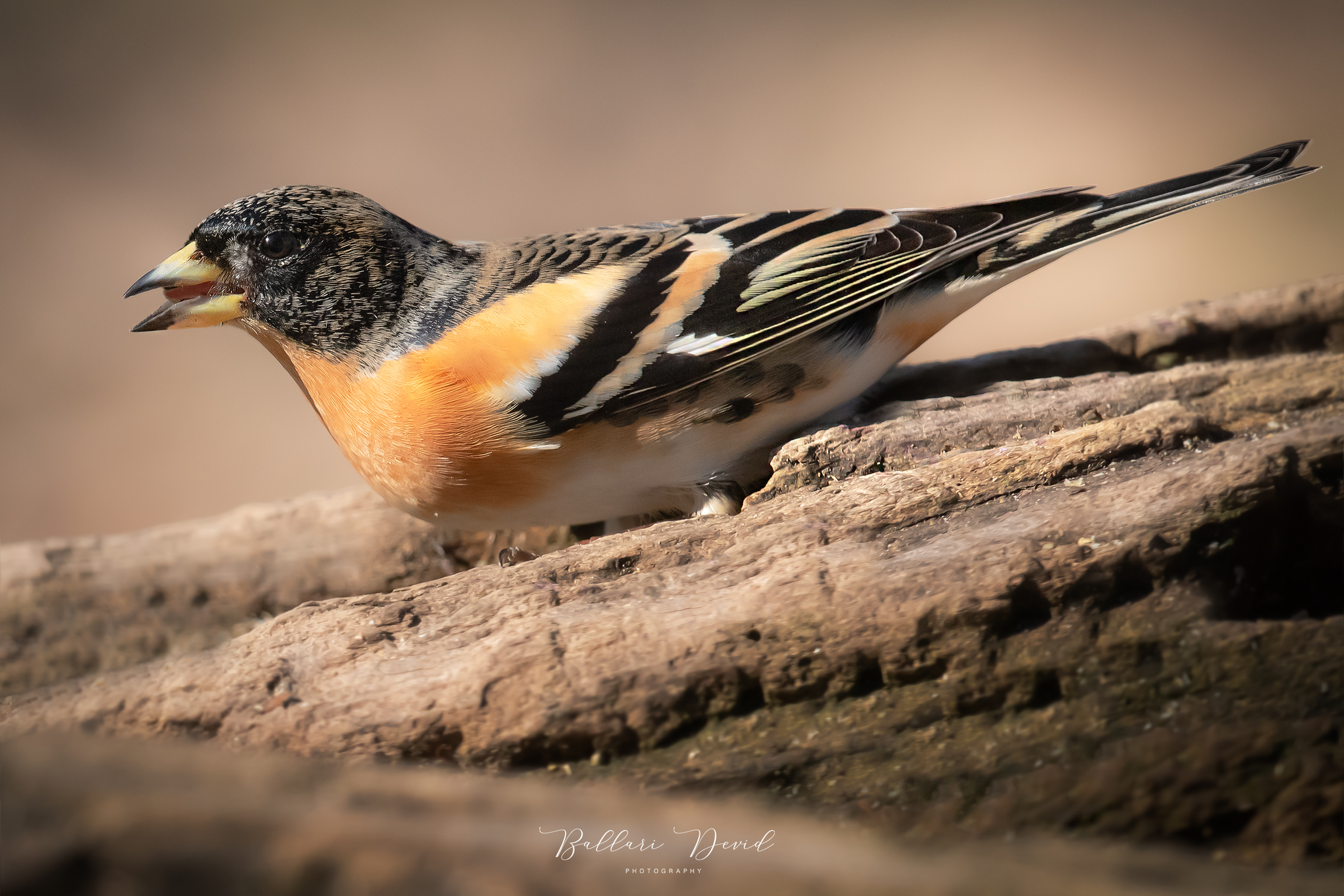 Brambling