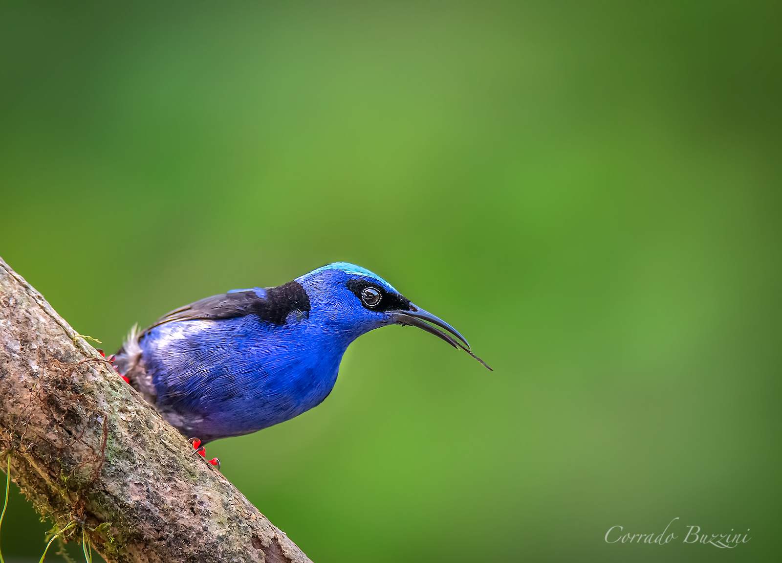 Blue crowned Manakin Male