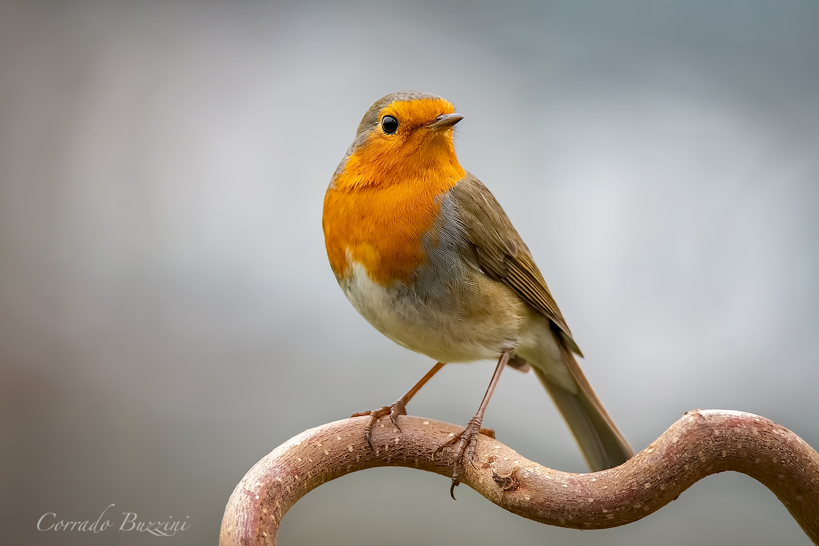 Robin