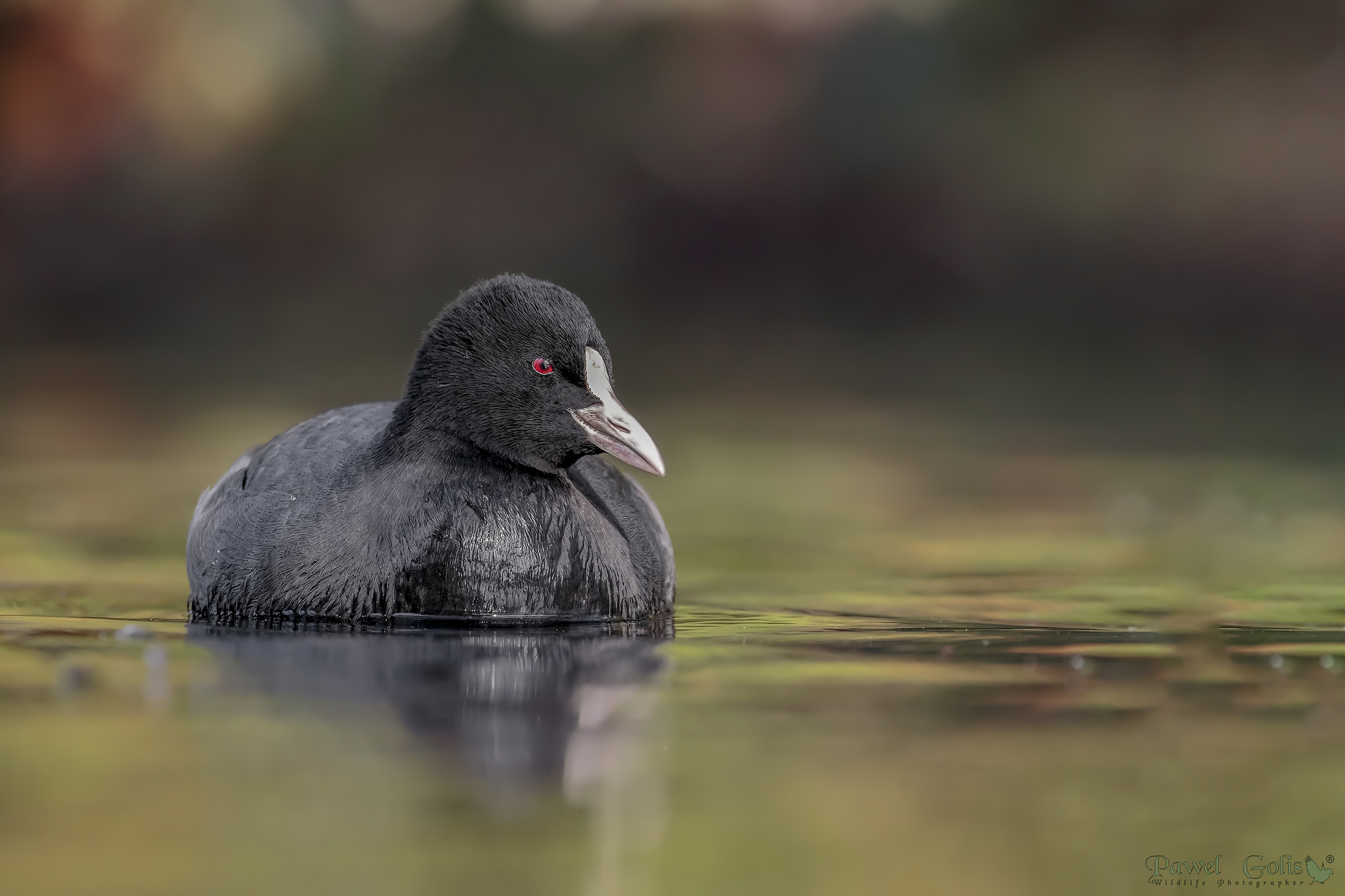 Folaga eurasiatica (Fulica atra)