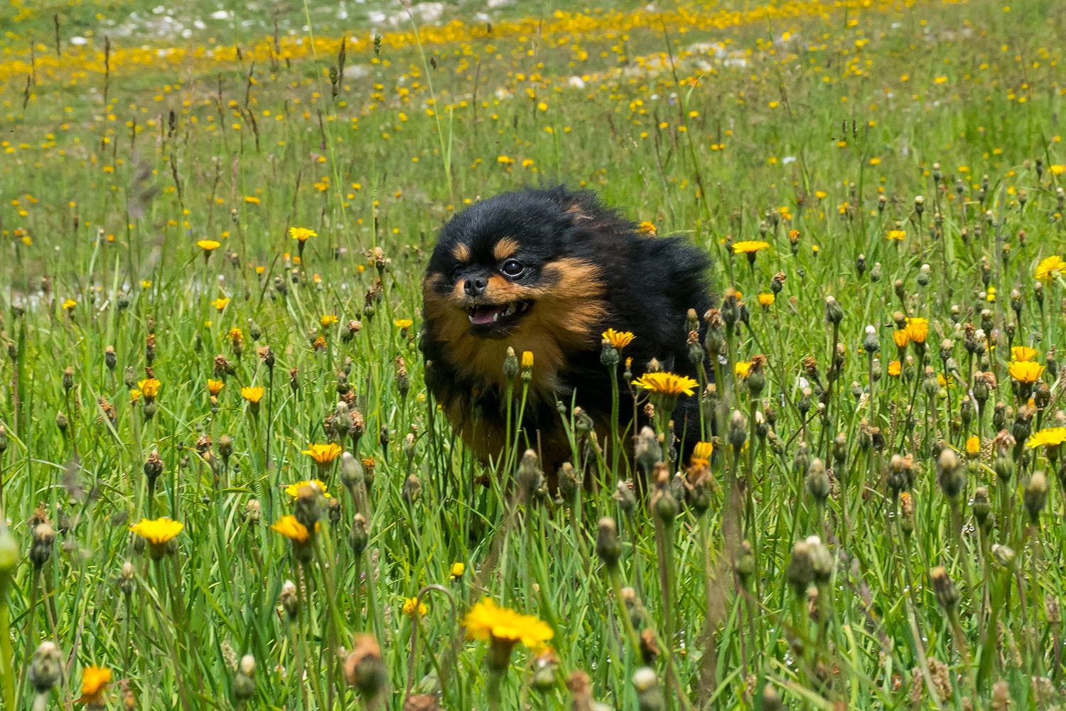 Faster than the Wind