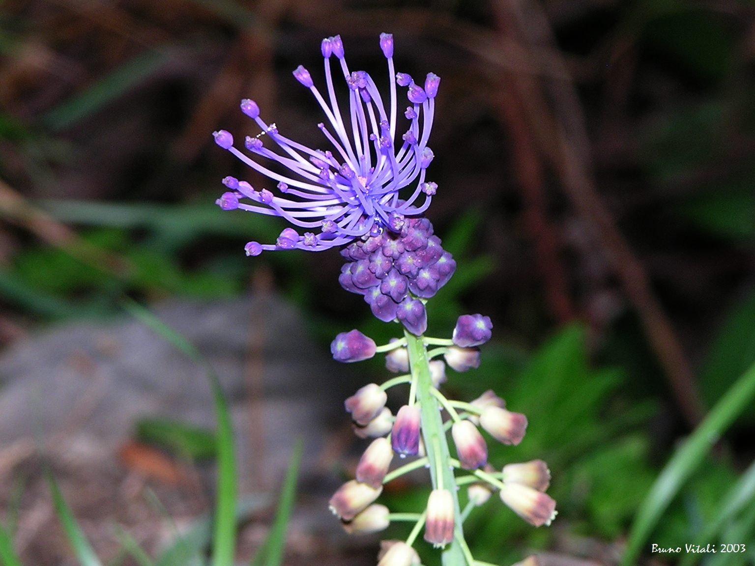 Lampascione (Muscari comosum)
