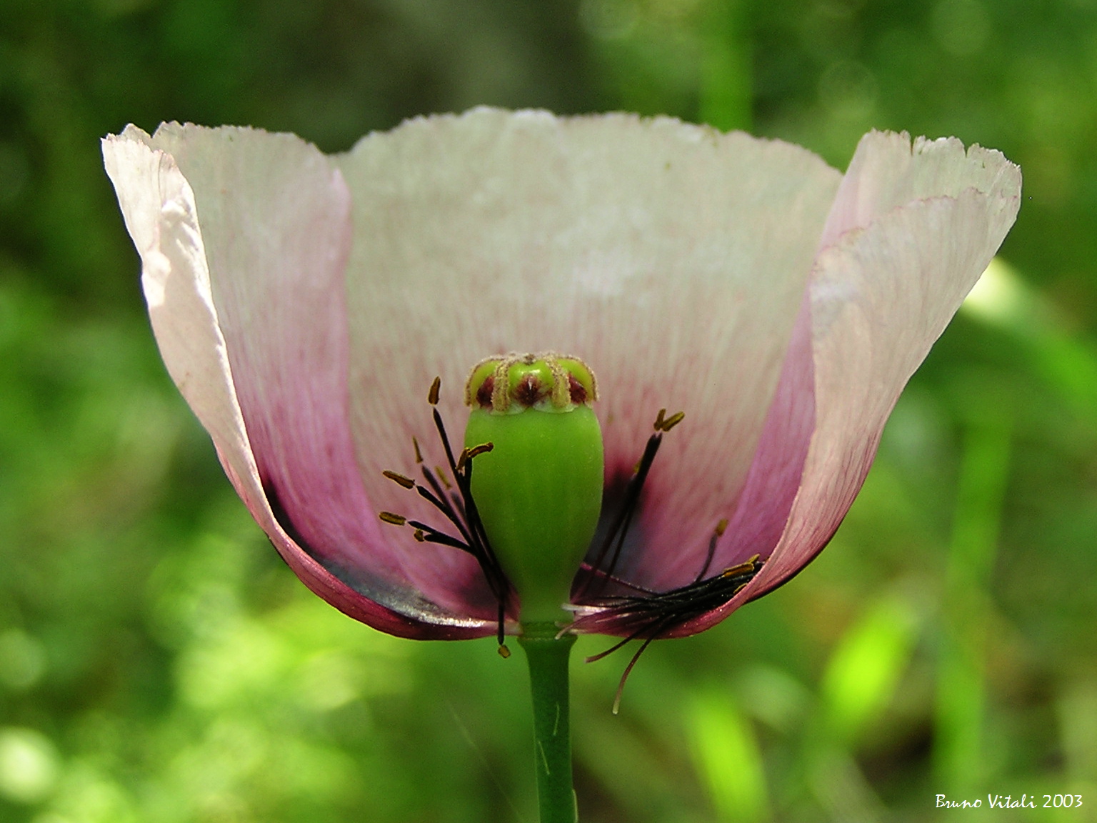 Purple Poppy Legnaro