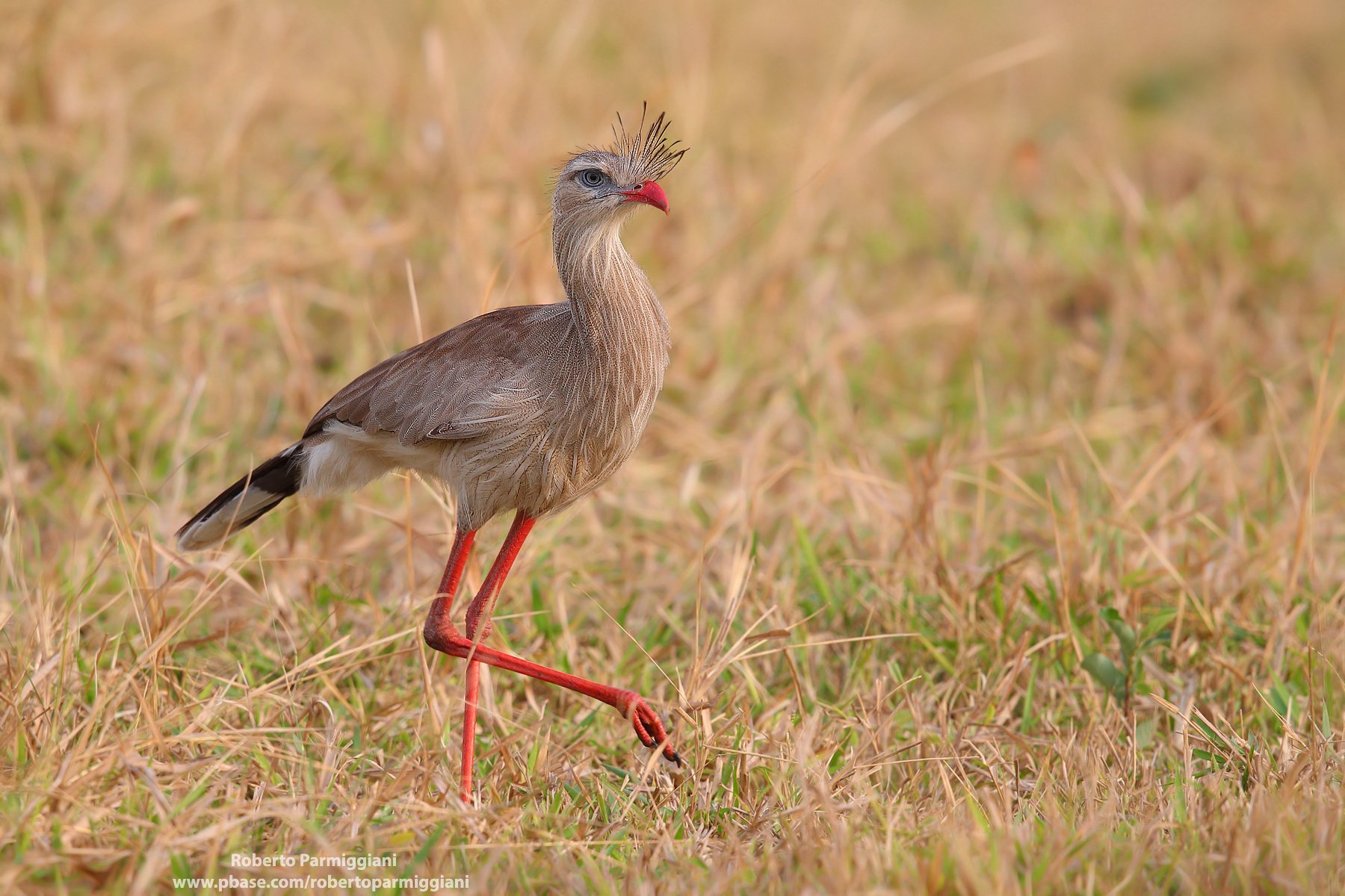 Seriema (Serpentario of South America)