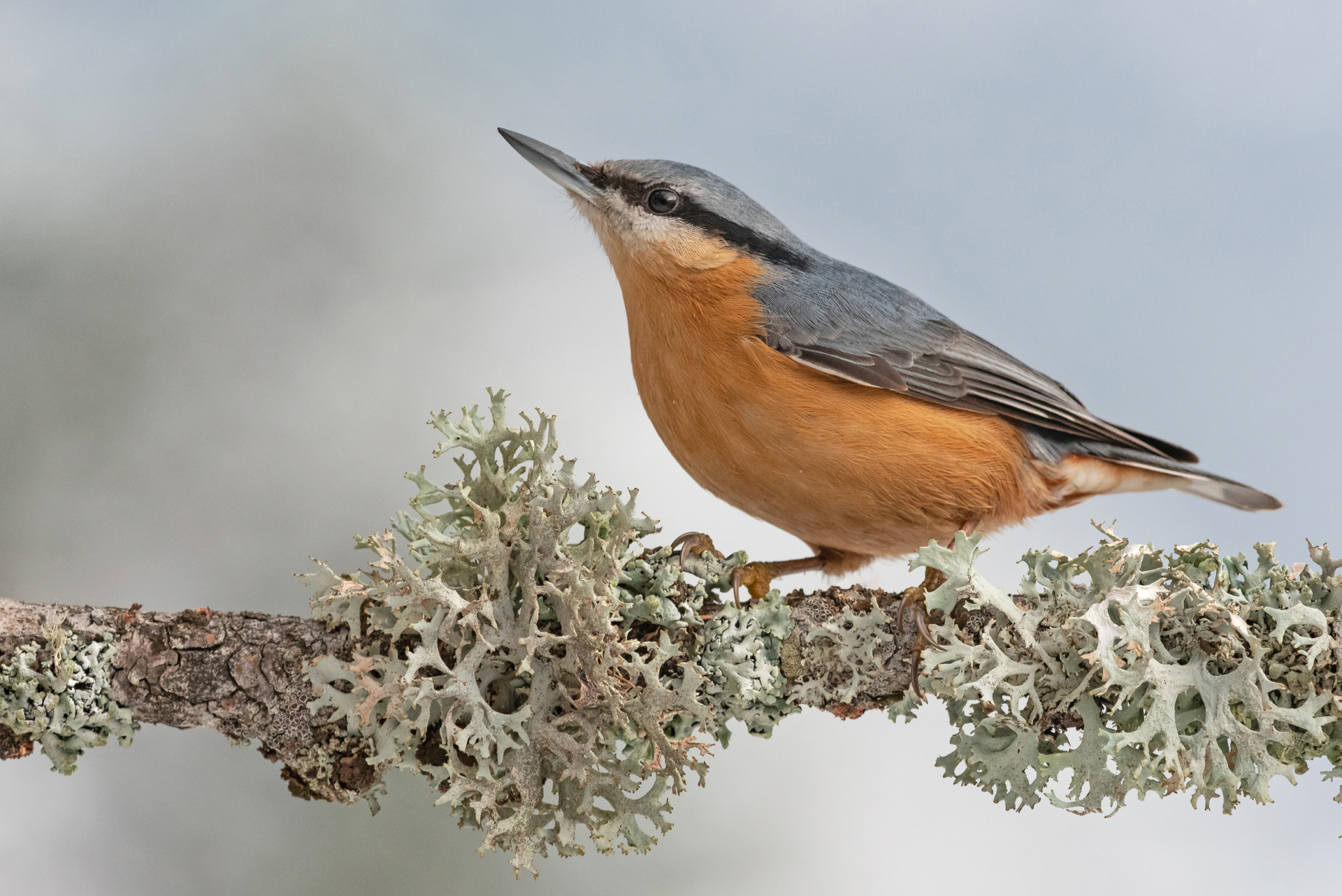 Nuthatch