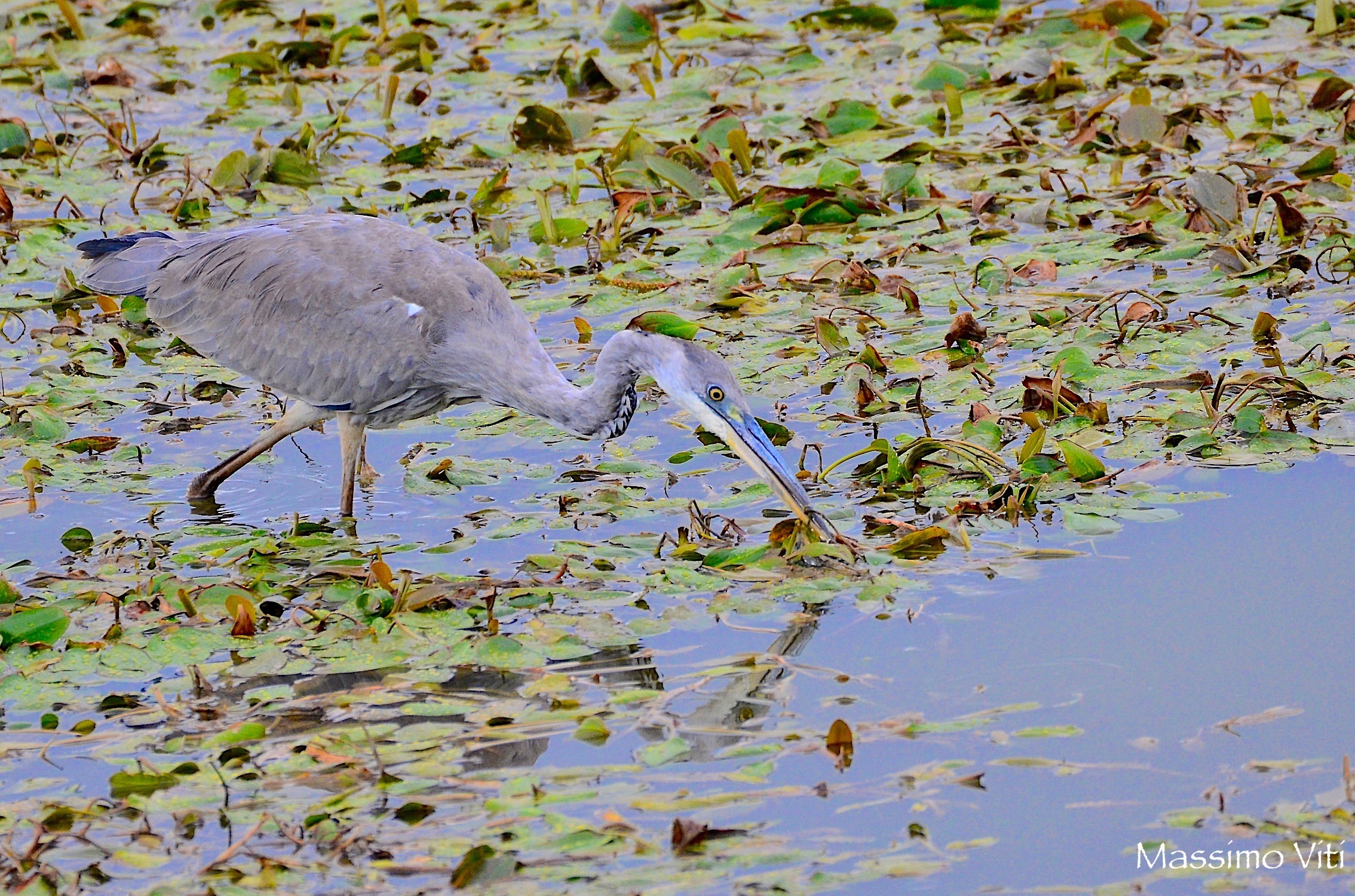 La caccia dell'Airone cenerino