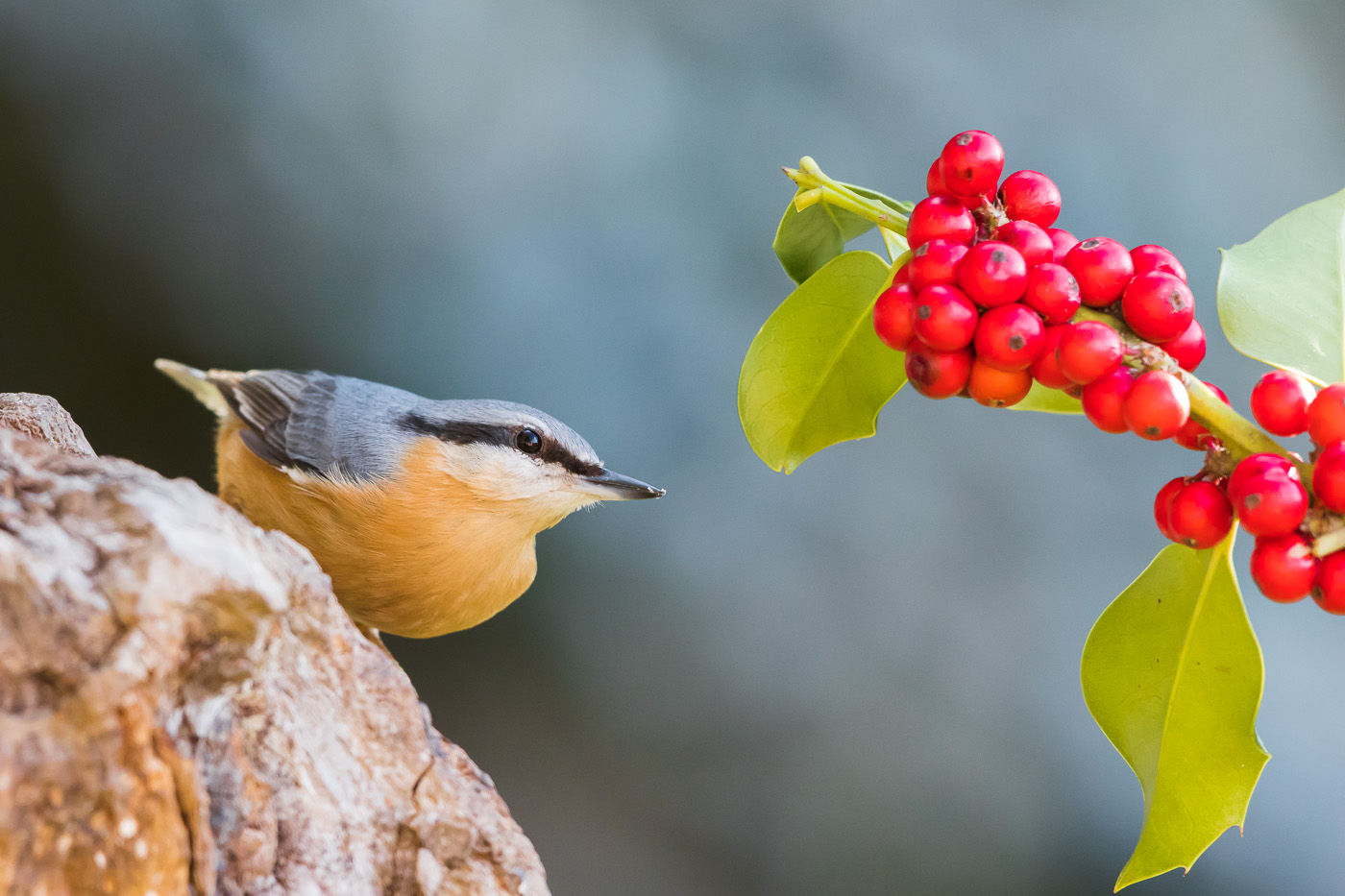 Nuthatch