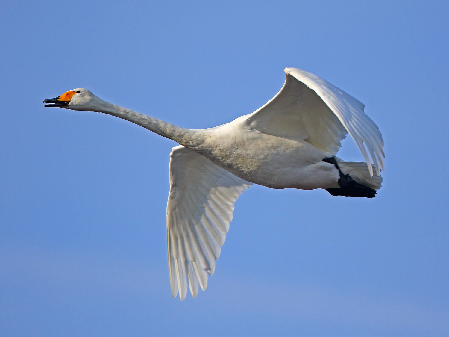 Wild Swan