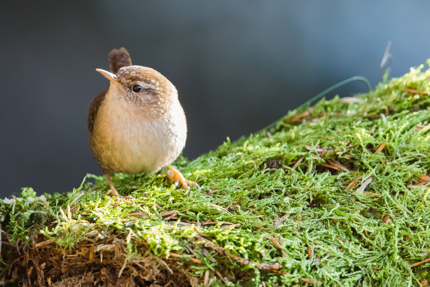 Wren