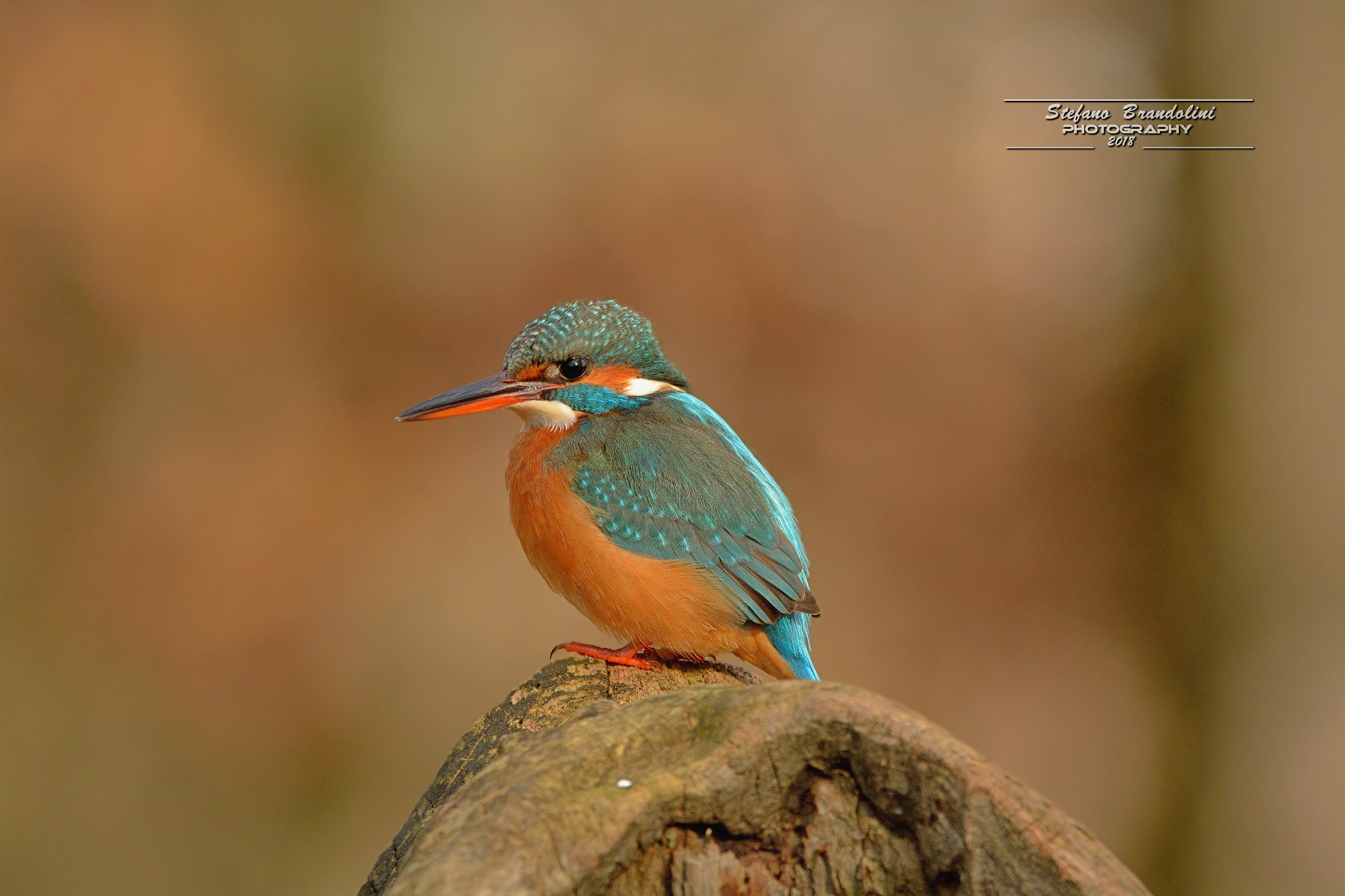 Una graziosa Martina