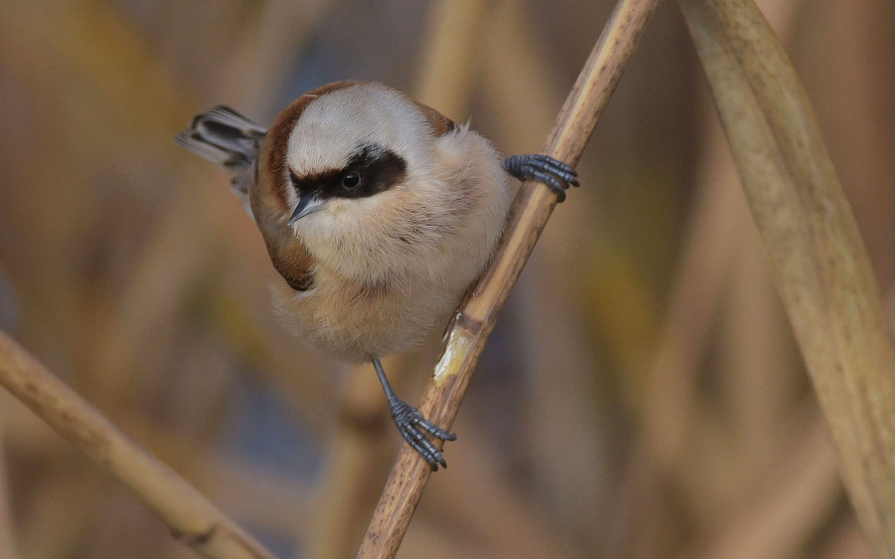 visto da vicino... tenero e simpatico pendolino