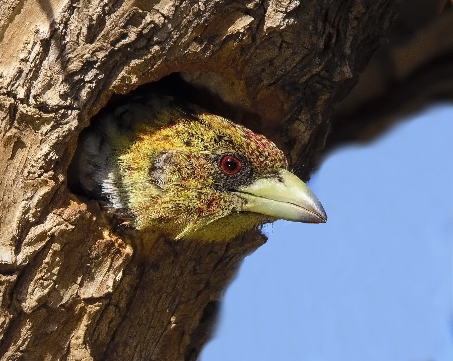 Salve!!! Crested Barbet (Trachyphonus vaillantii)