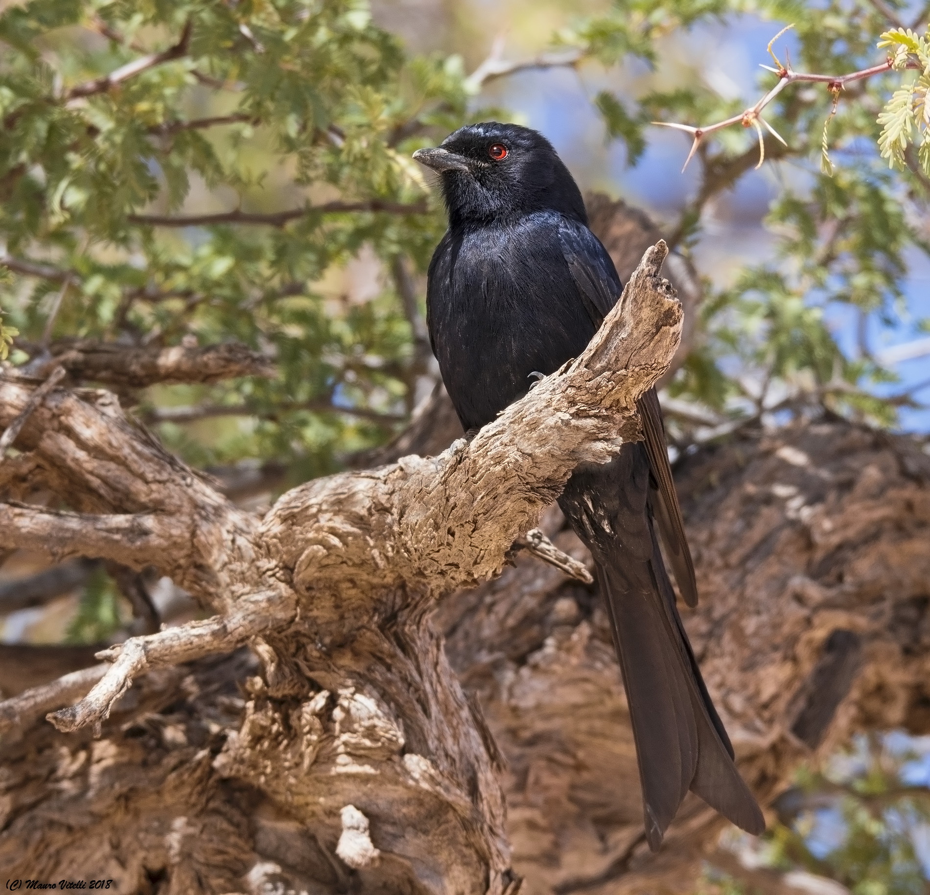 Fork-tailed Drongo(Dicrurus adsimilis)