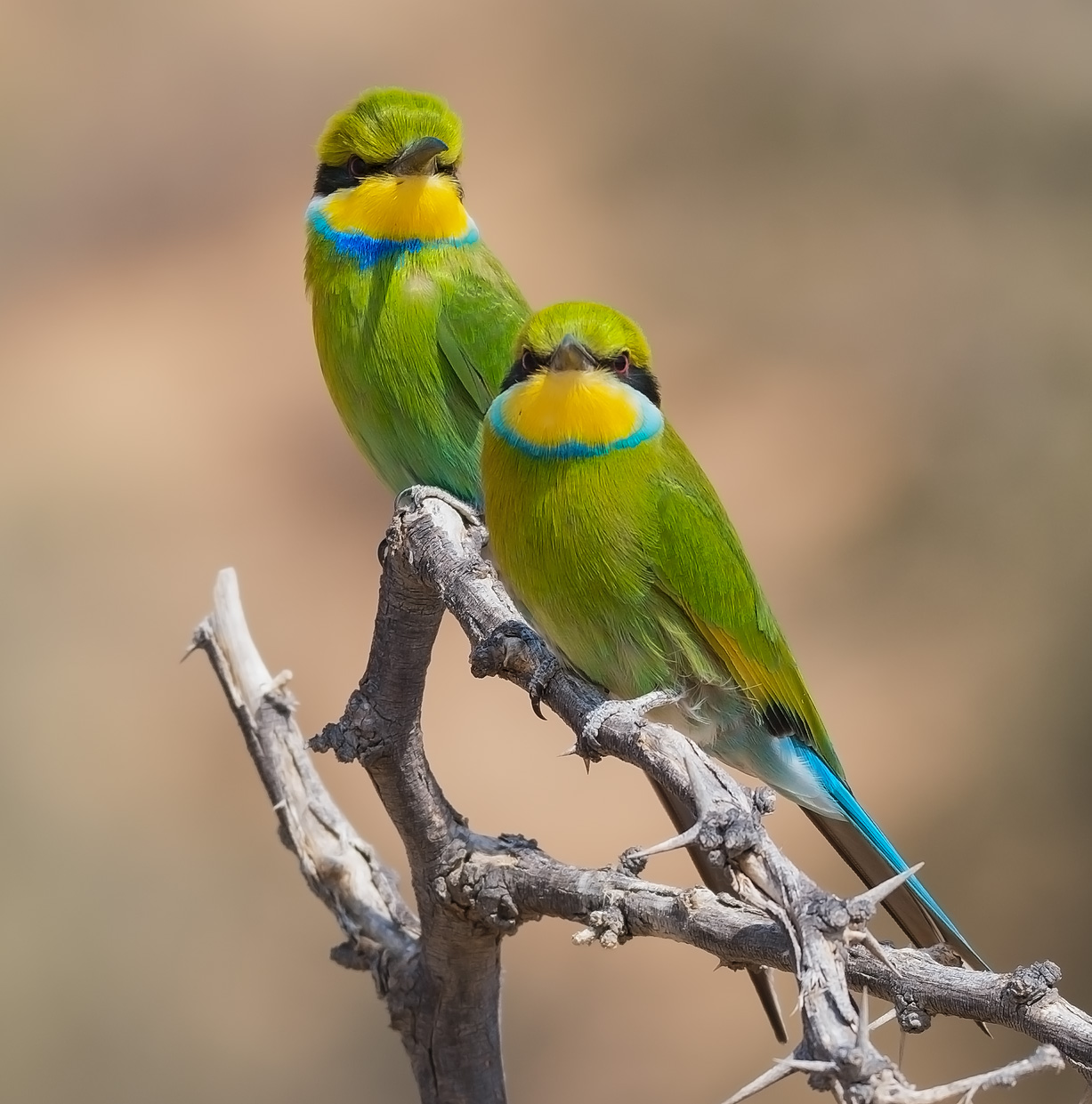 Gruccioni coda di rondine (Merops hirundineus)
