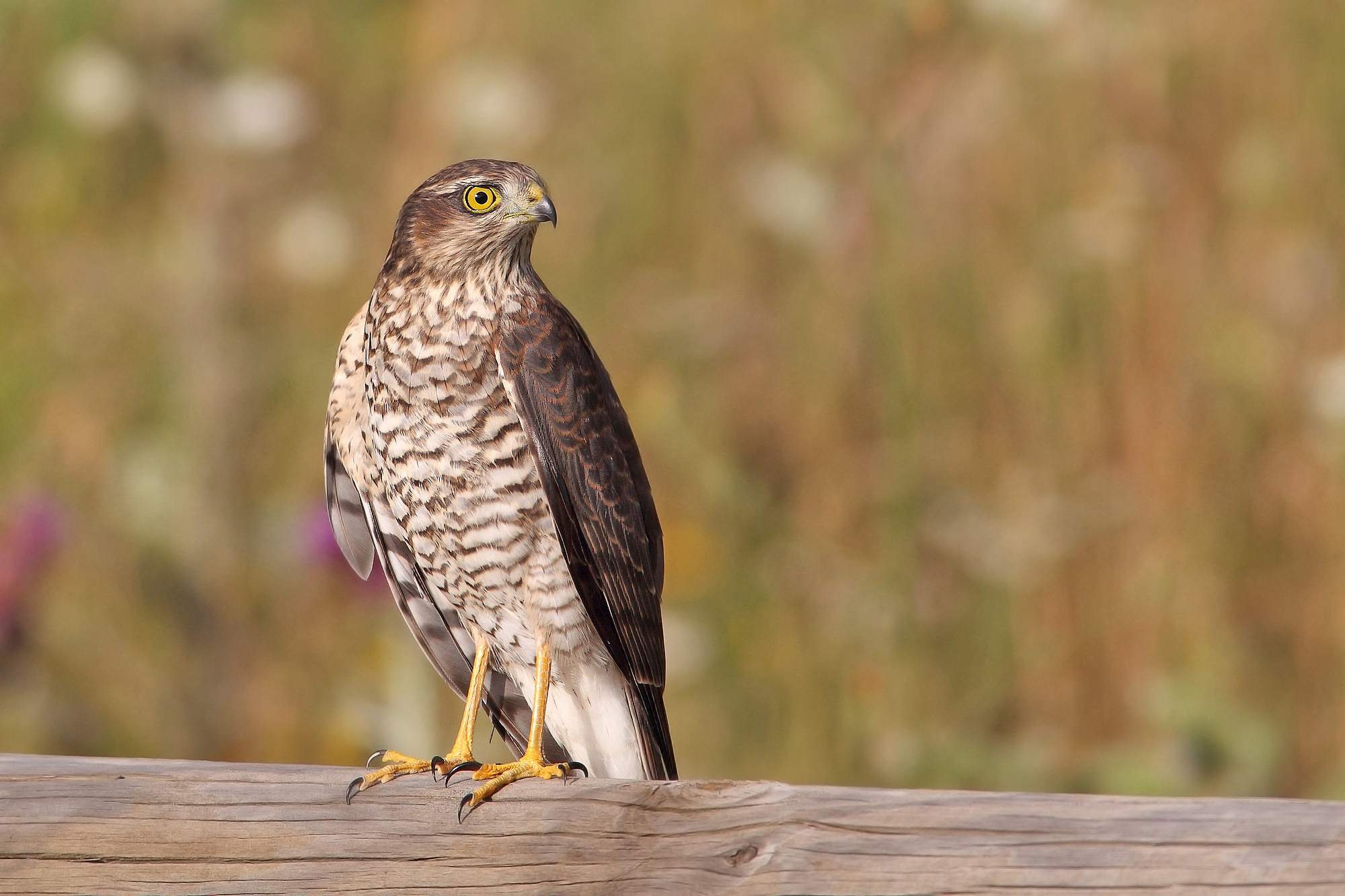 Young Sparrowhawk