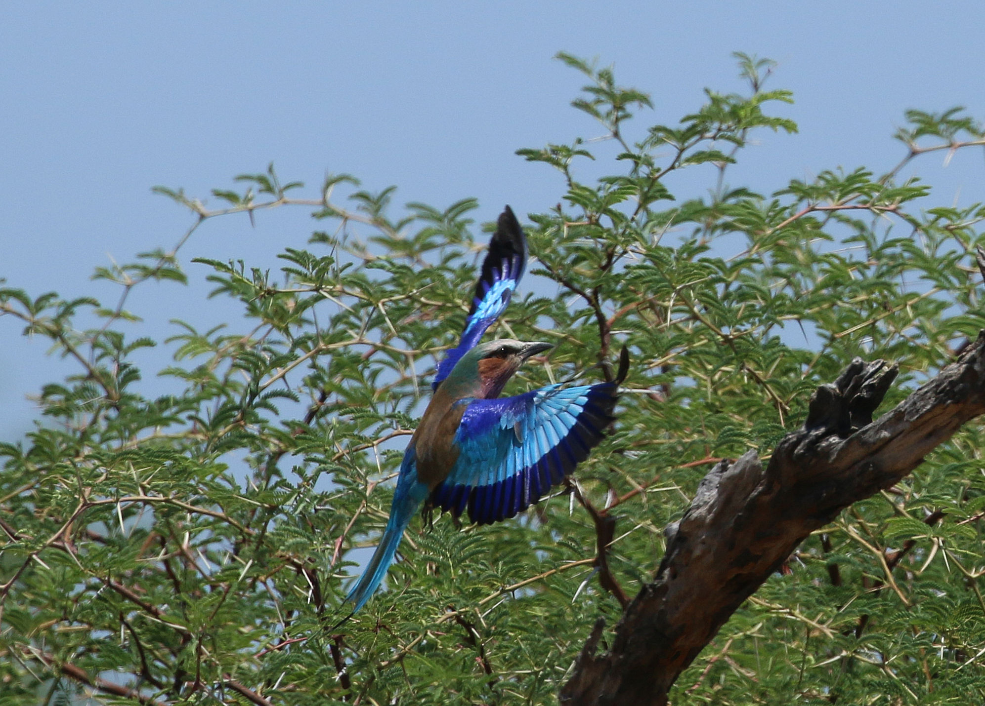 Ghiandaia marina pettolilla