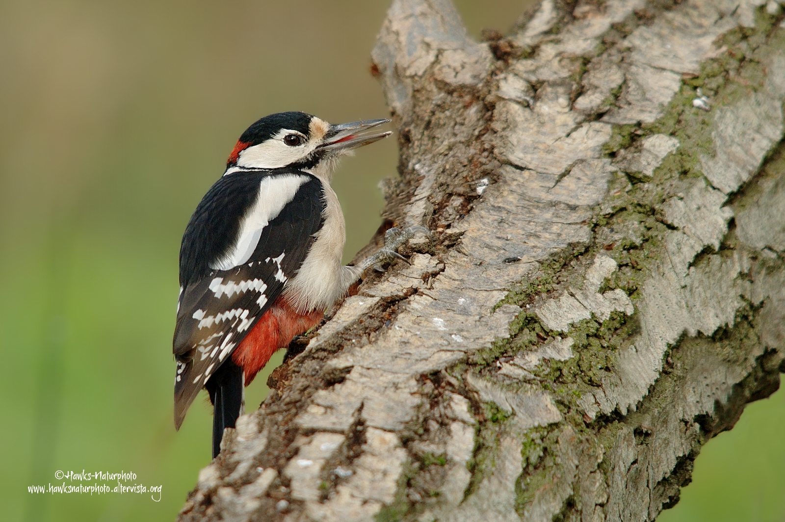 Woodpecker
