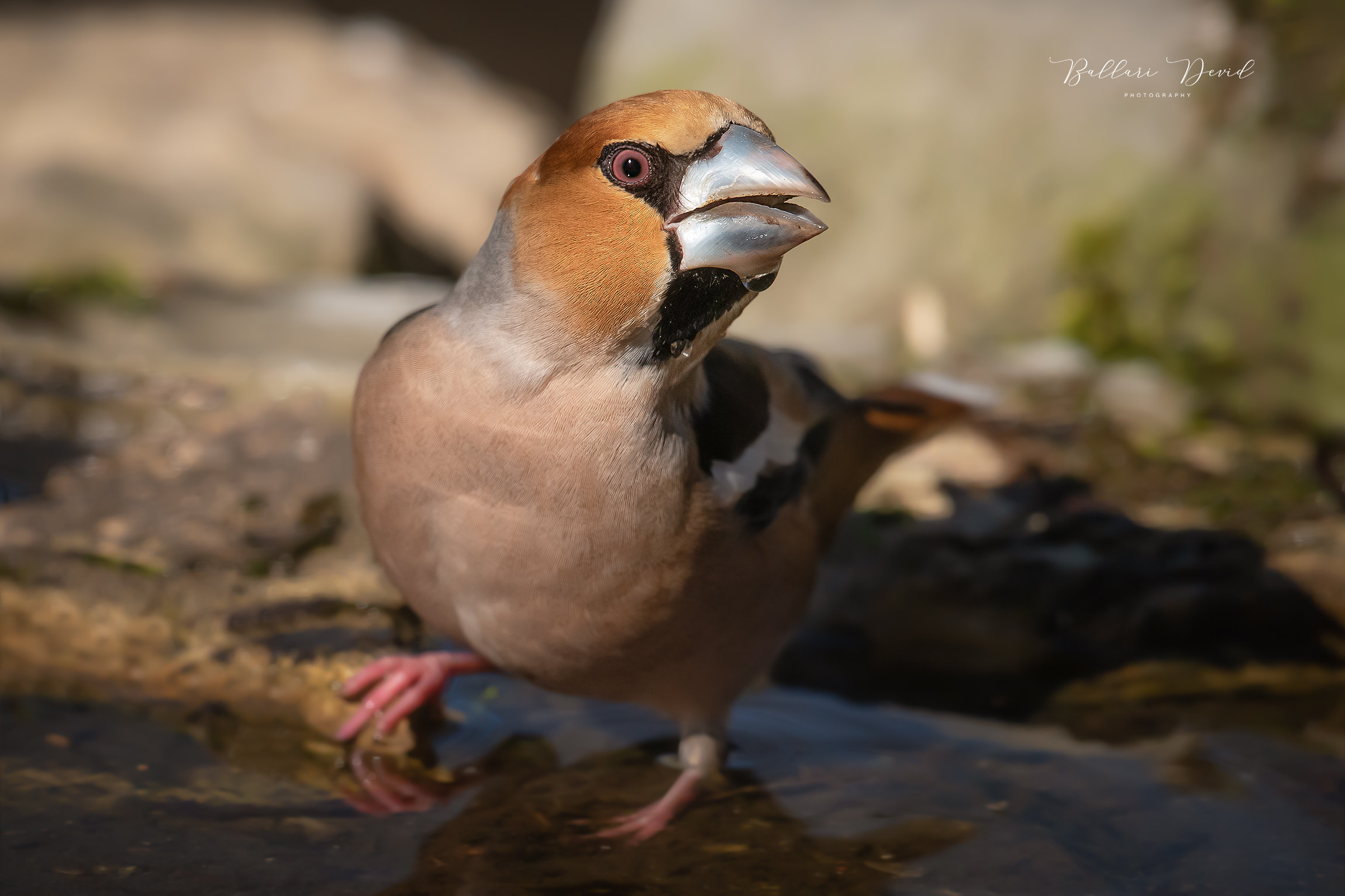 Hawfinch