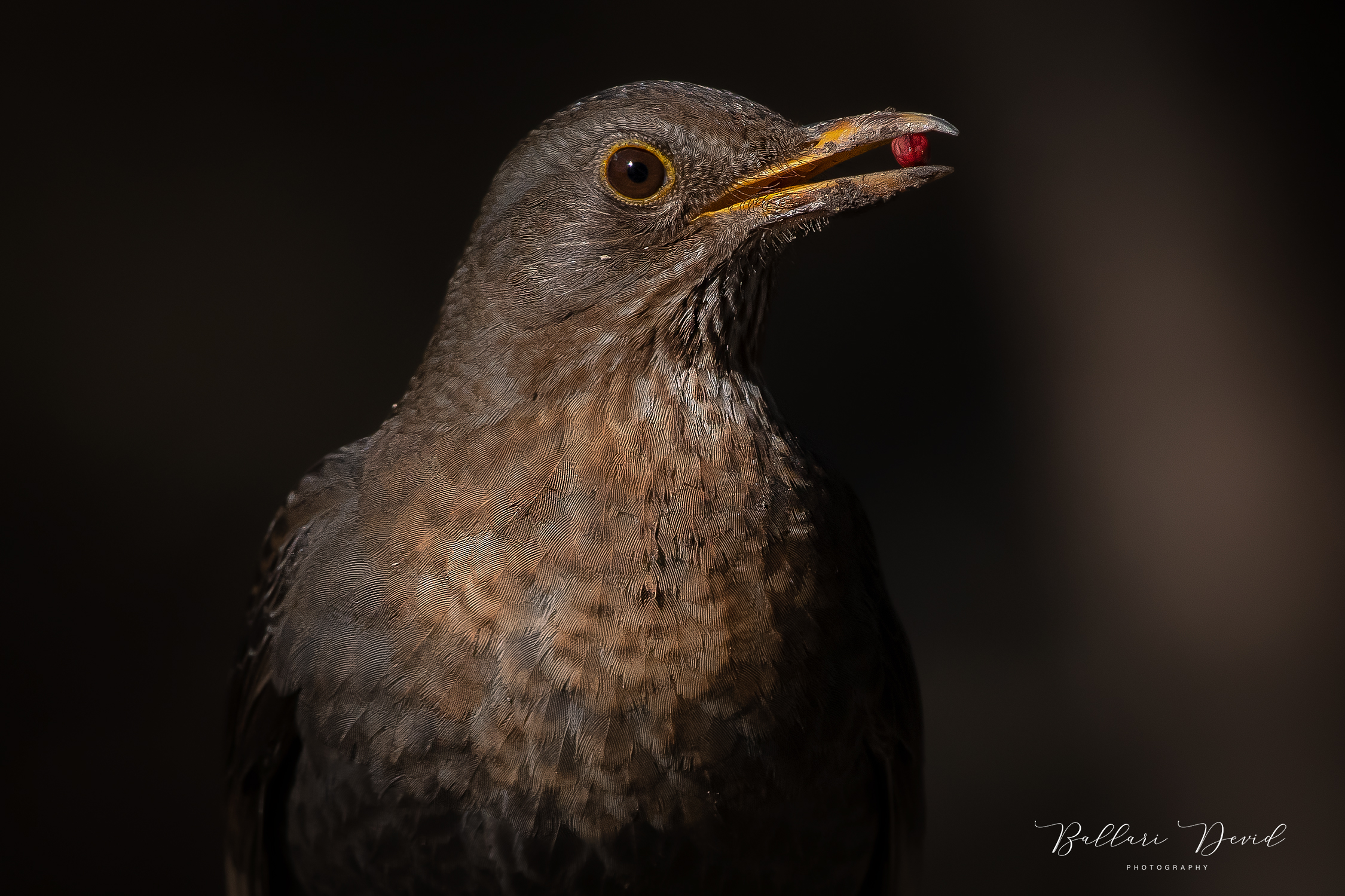 Female Blackbird