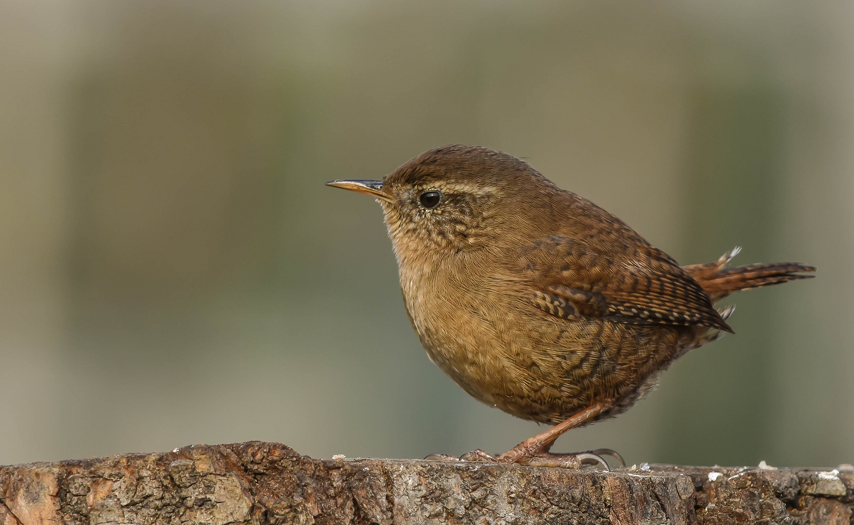 Wren